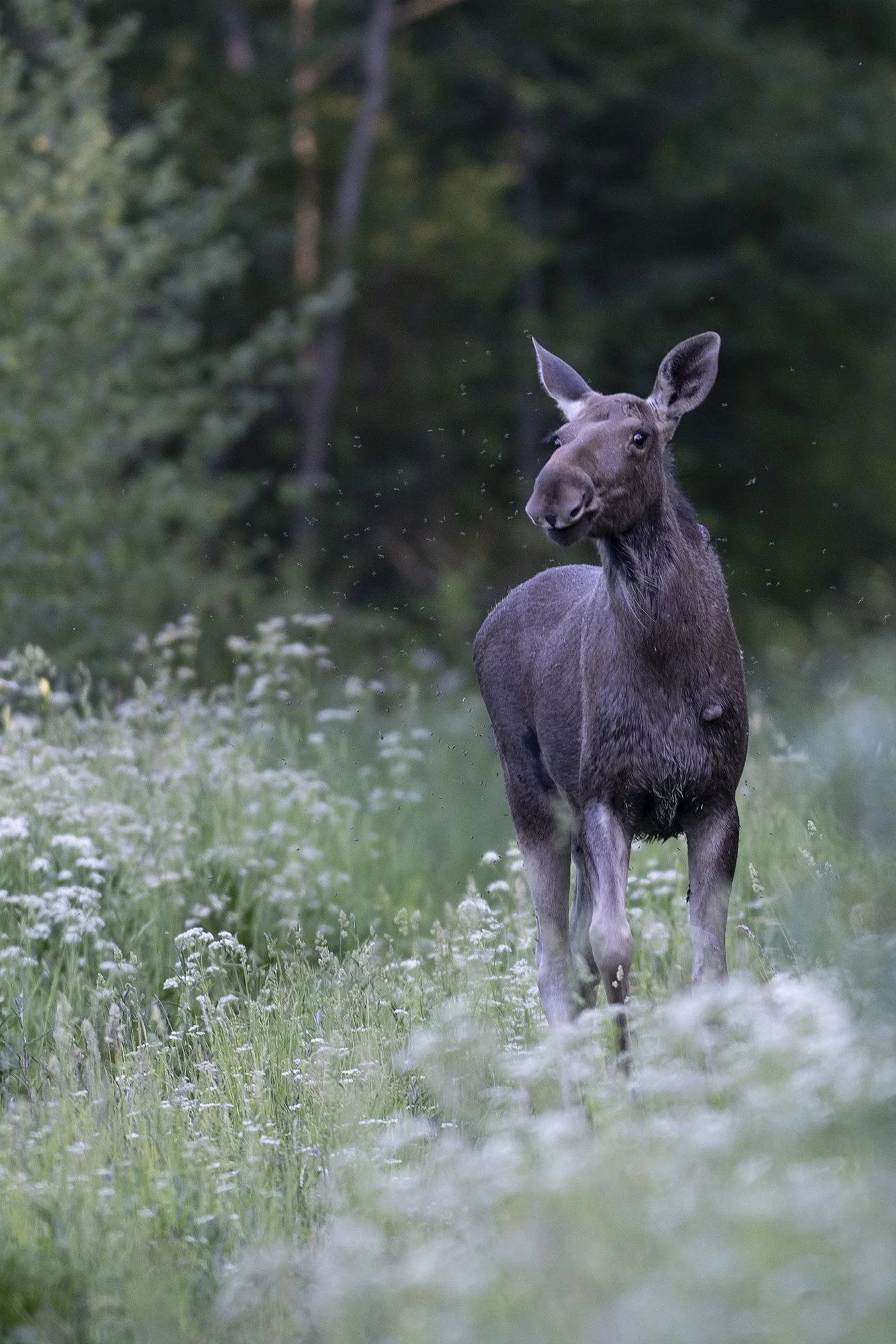 "Põder ja kihulased". (Alces alces) Alutaguse 2023