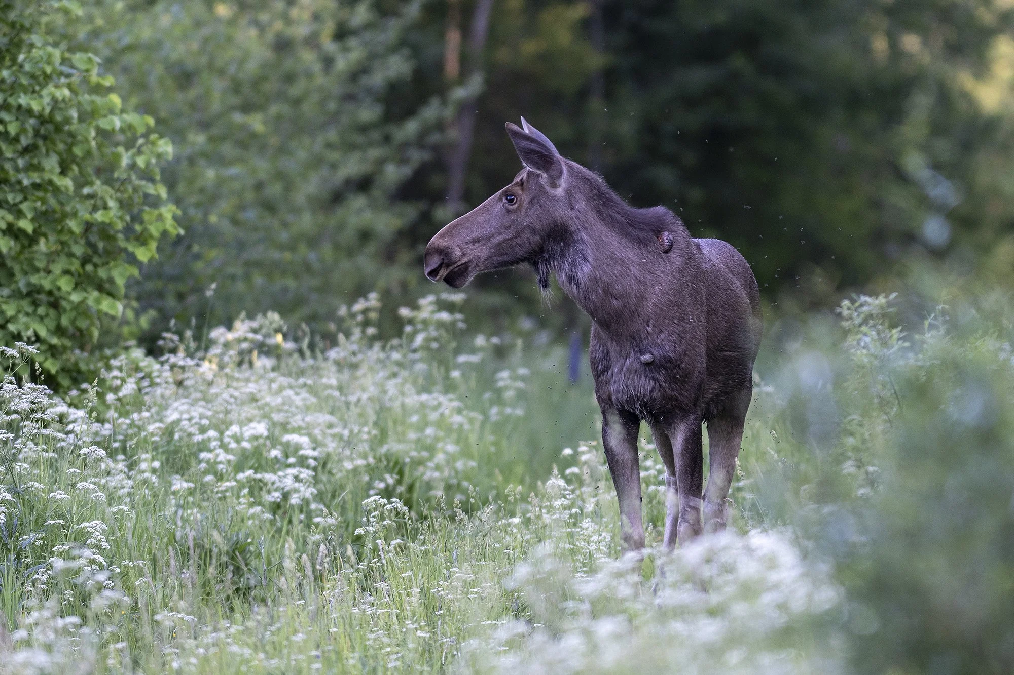 "Muhkudega põder" (Alces alces) Alutaguse 2023