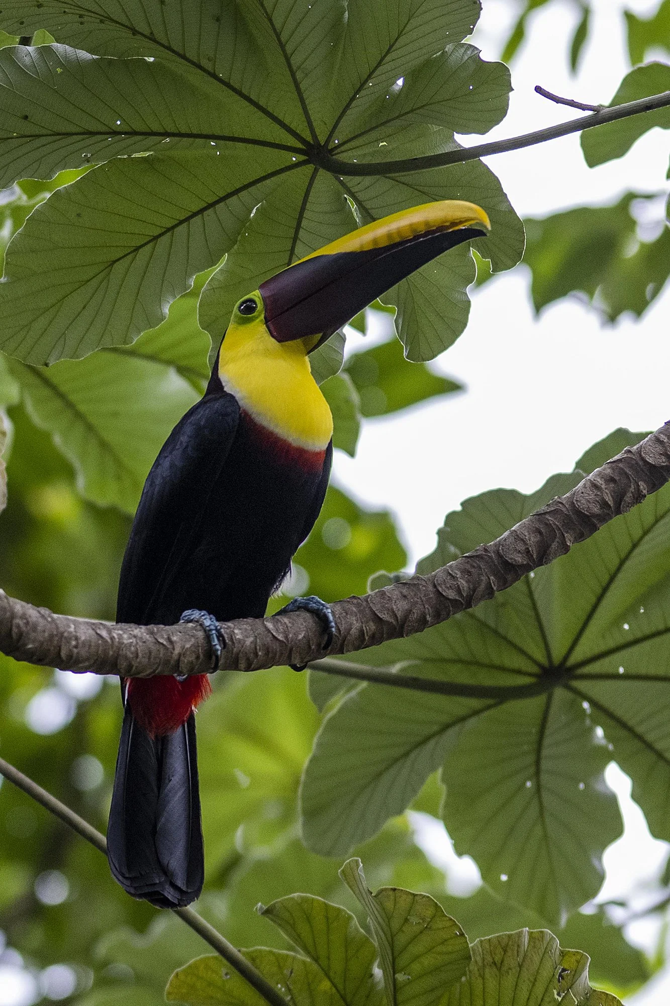 "Kilatuukani portree" Ramphastos ambiguus. Costa Rica 2021