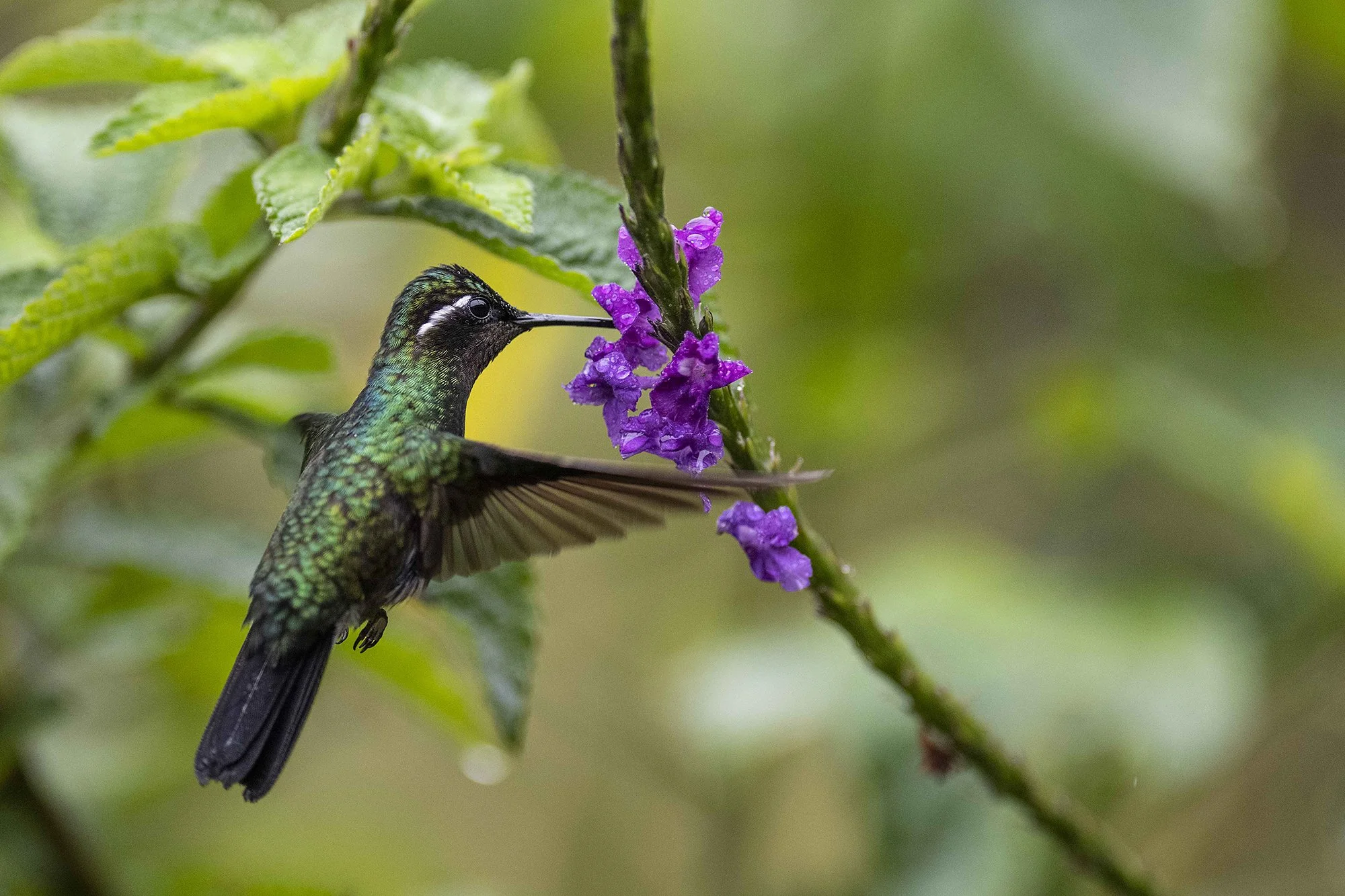 "Koolibri 2" Loode-briljantkoolibri.  Heliodoxa jacula. Costa Rica. 2021