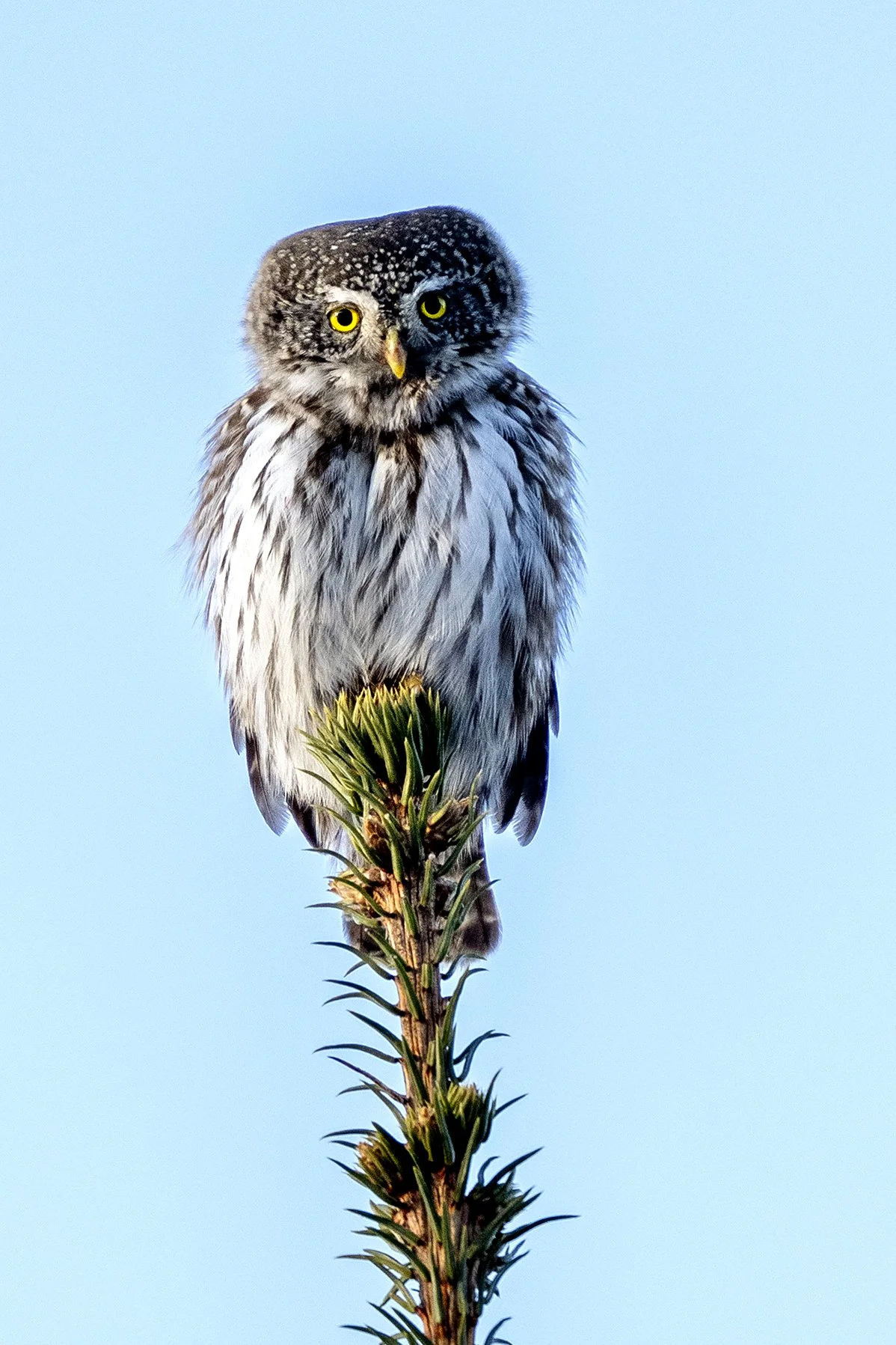"Kuuseehe" värbkakk, (Glaucidium passerinum) Harjumaa 2026