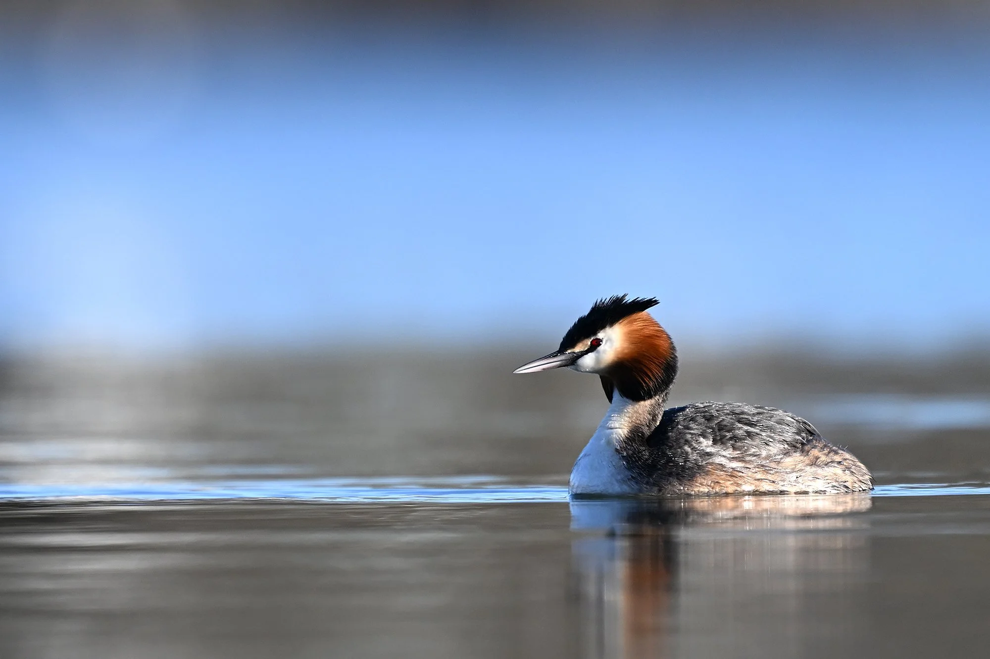 Tuttpütt (Podiceps cristatus.) Harjumaa 2025