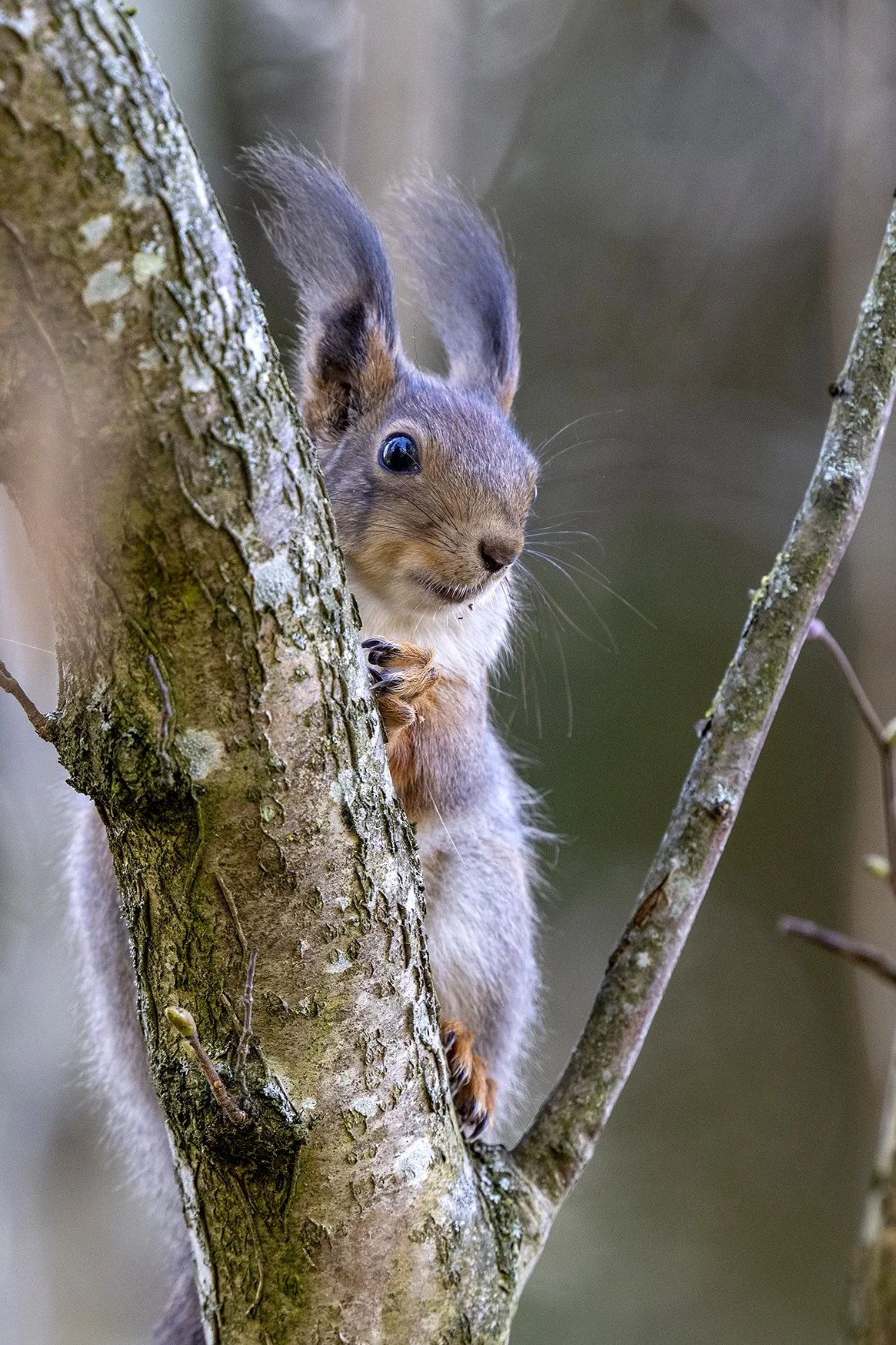 "Uudishimulik" Orav. (Sciurus vulgaris) Harjumaa 2025