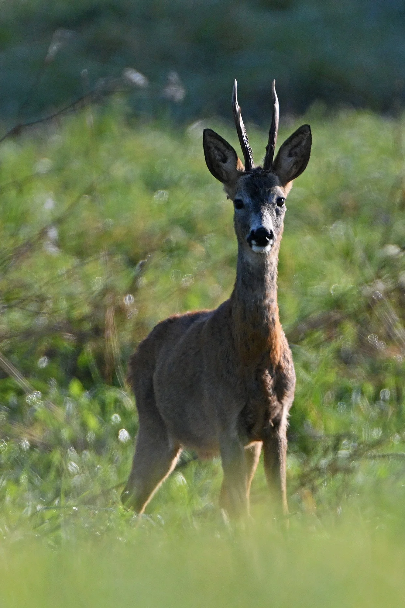 "Sokuke" Metskits. Capreolus capreolus. Arula, Eesti. 2021