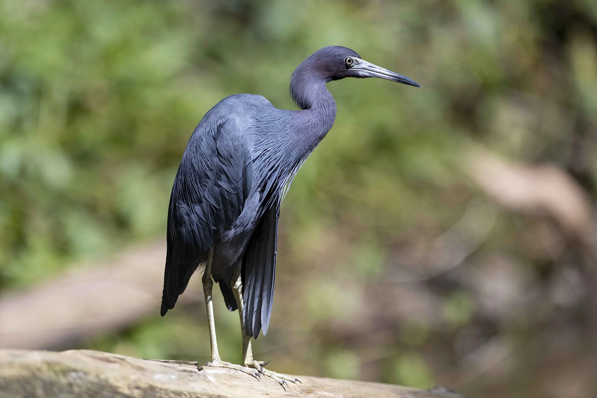 "Sinihaigur" Egretta caerulea. Costa Rica 2021
