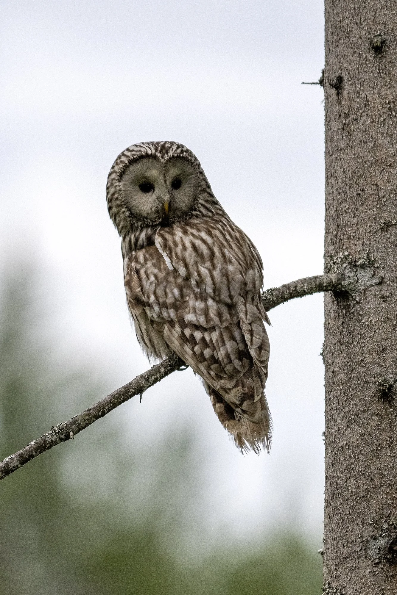 Händkakk eestvaates. (Strix uralensis) Alutaguse 2024