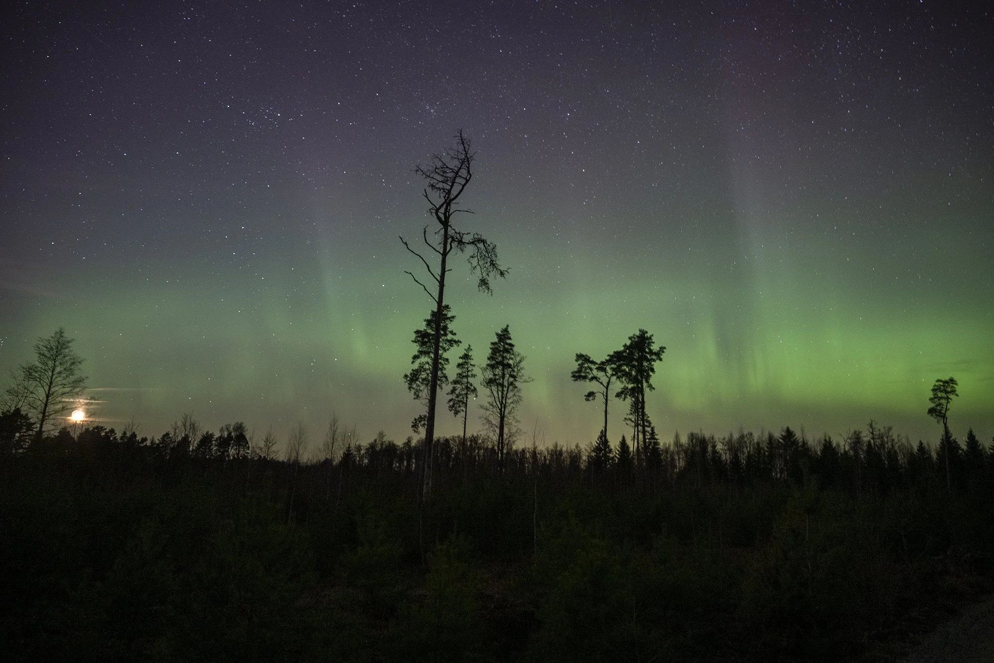 Virmalised Haapses. Harjumaa 2026