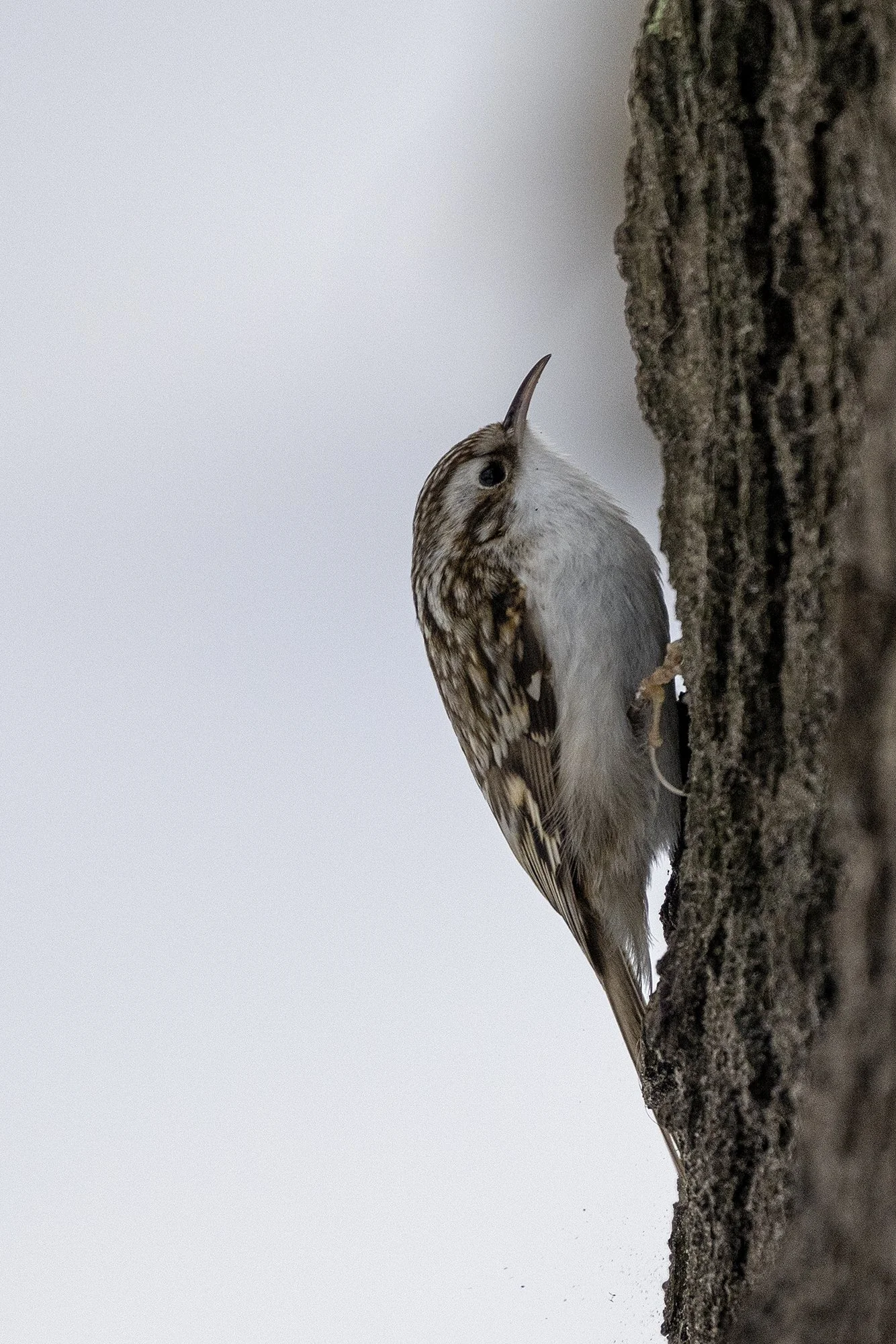 "Porr" (Certhia familiaris) Tallinn 2025