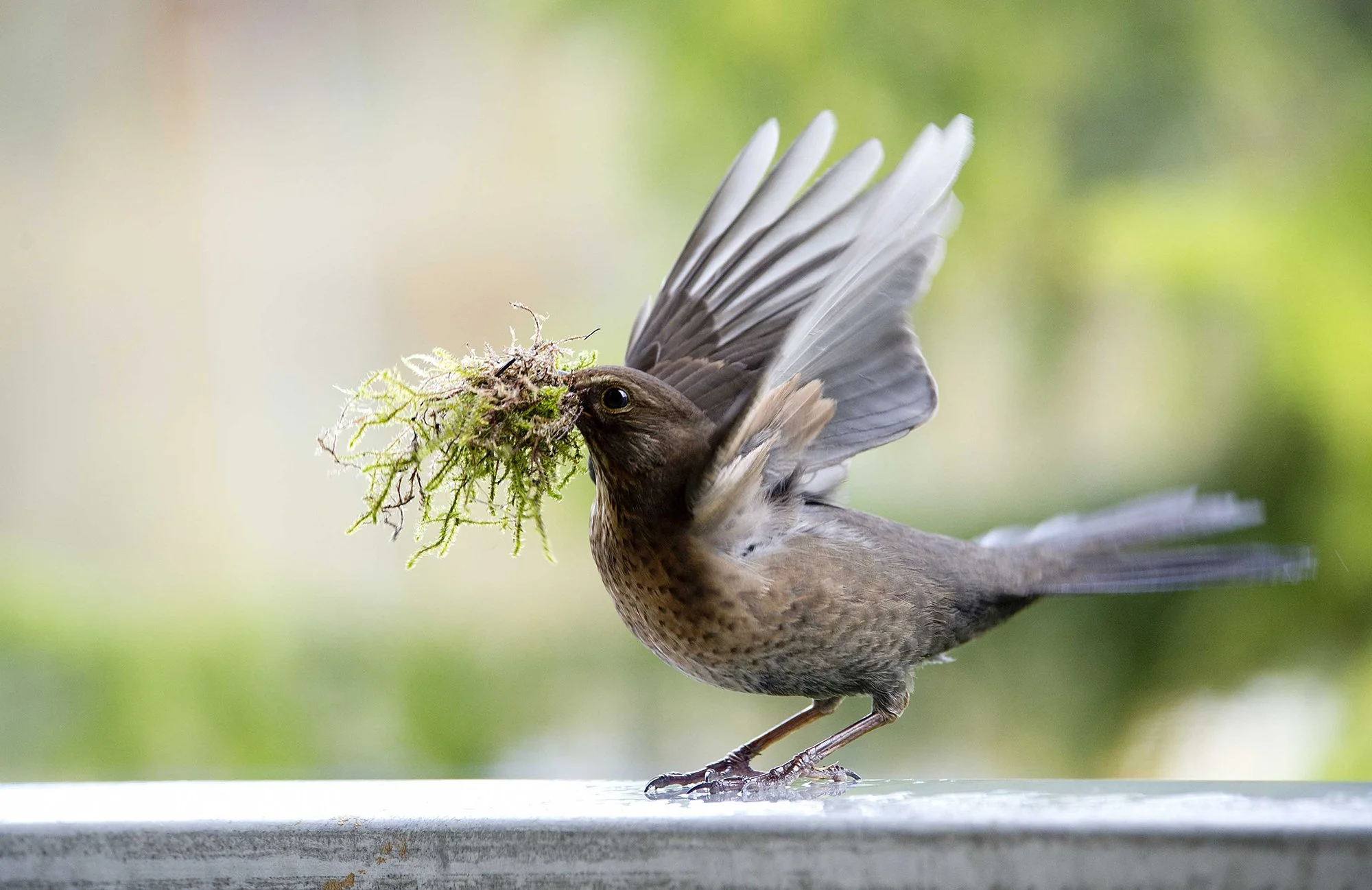 "Pesa punuja" Musträstas. Turdus merula. Pirita, Eesti. 2018