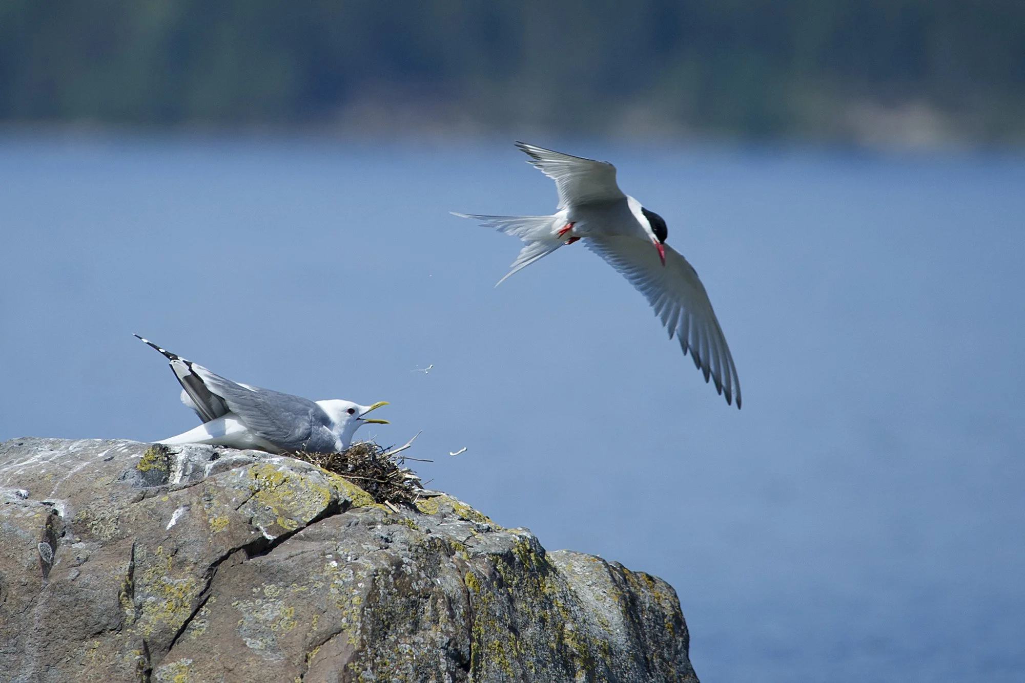 "Tõrjutud rünnak" Kalakajakas Larus canus ja randtiir Sterna paradisaea. Tapurla, Eesti 2011