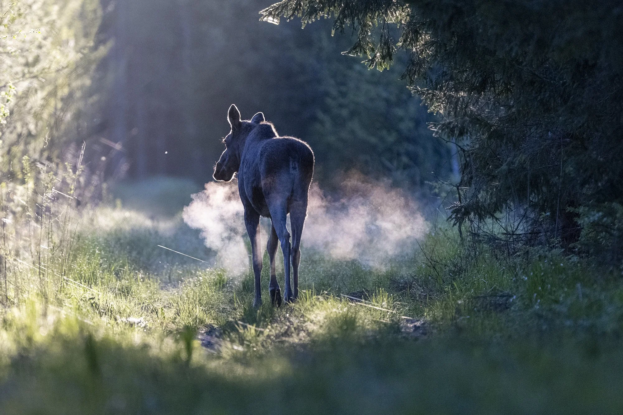 "Auruvedur Alutaguse metsas" Põder. (Alces alces) 2025