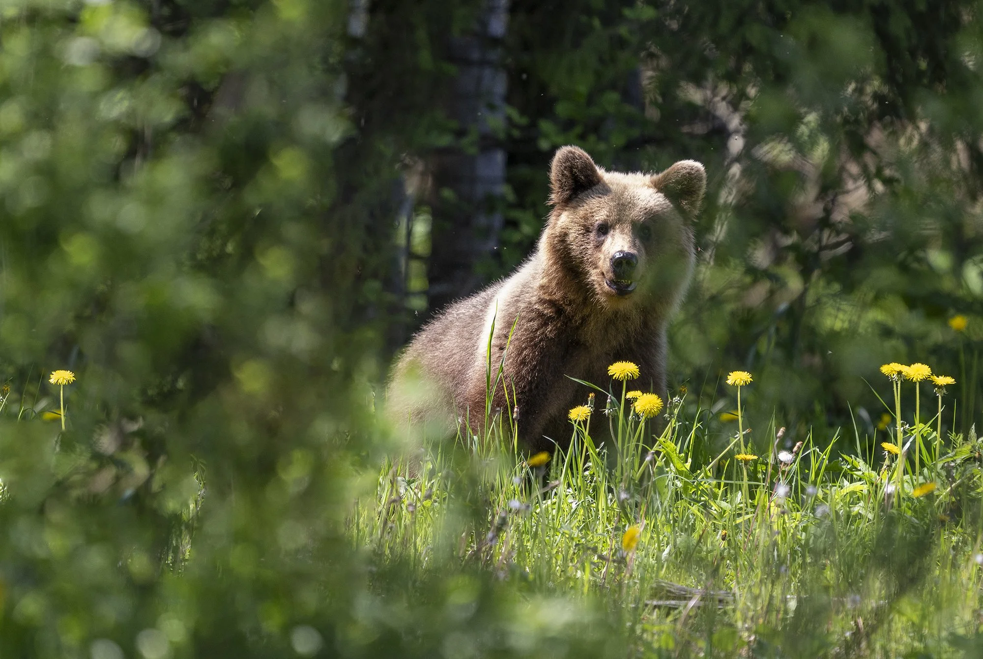 "Karu ja võililled" Pruunkaru. (Ursus arctos) Alutaguse 2025