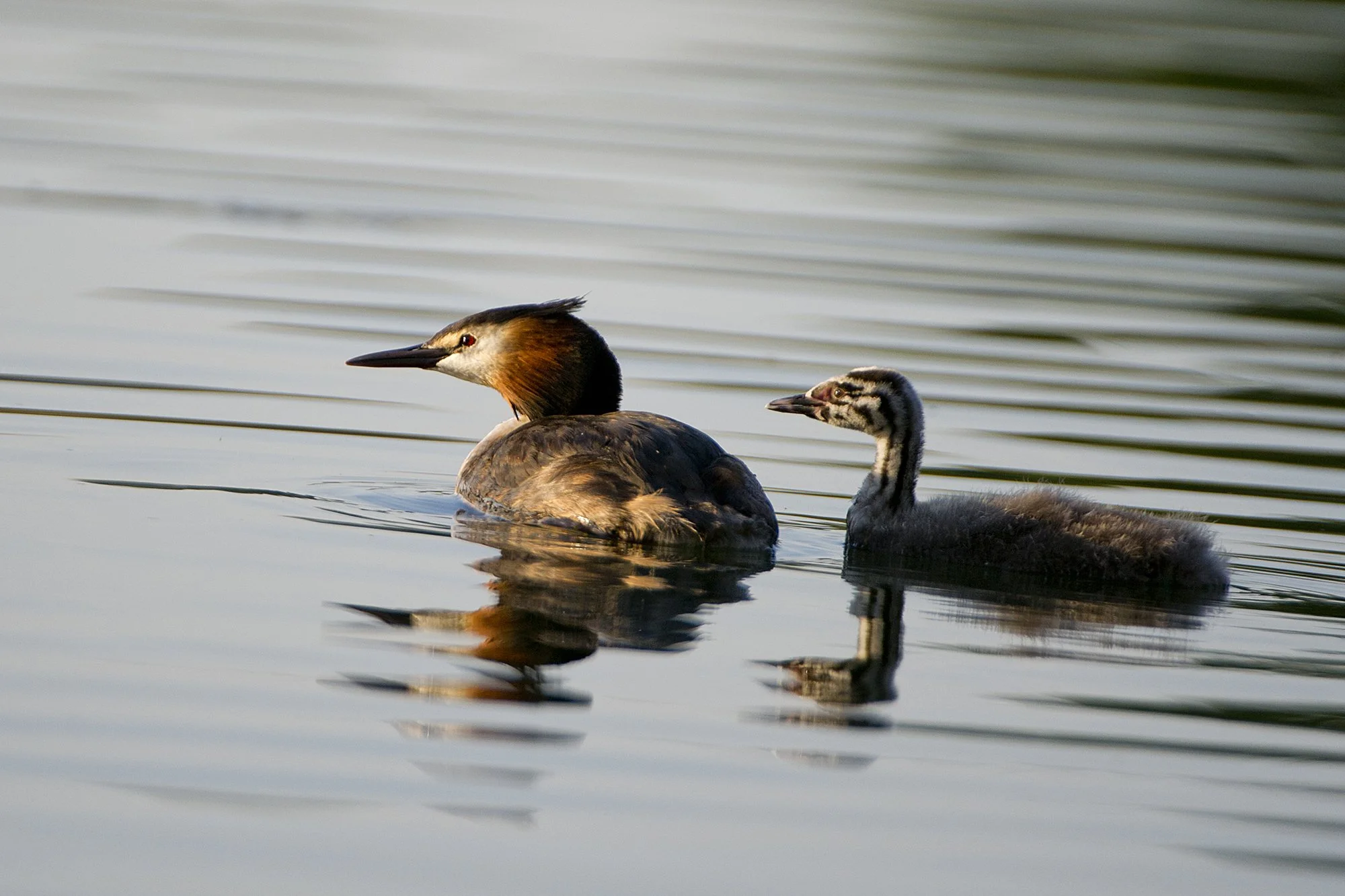 "Helguse poole" Tuttpütid. Podiceps cristatus. Läänemaa, Eesti. 2021