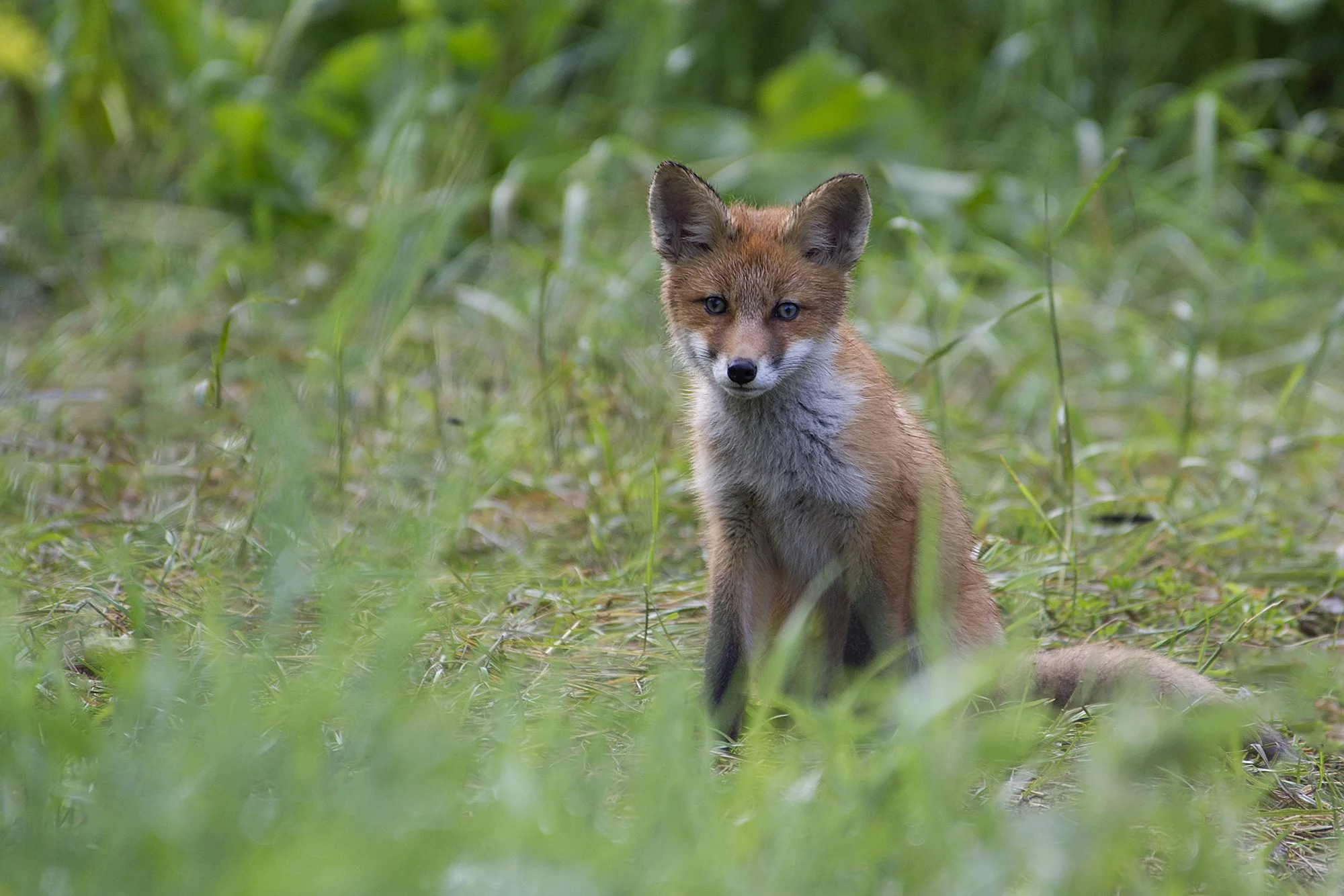 "Rebasekutsikas" Rebane. Vulpes vulpes. Pirita, Eesti. 2014