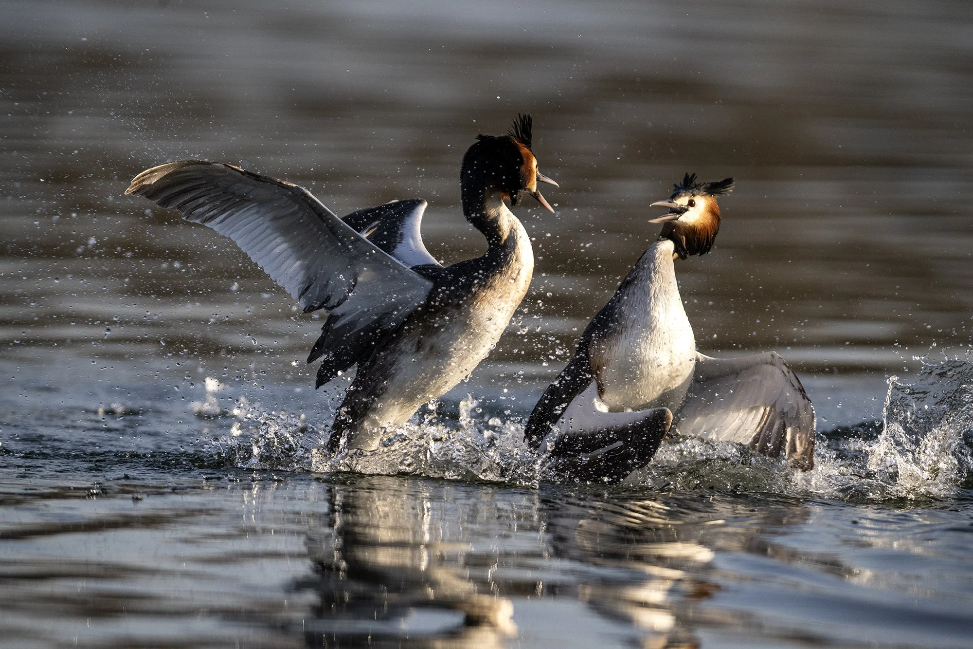 "Võitlus järvel" Tuttpütid. Podiceps cristatus. Tallinn, Eesti. 2023