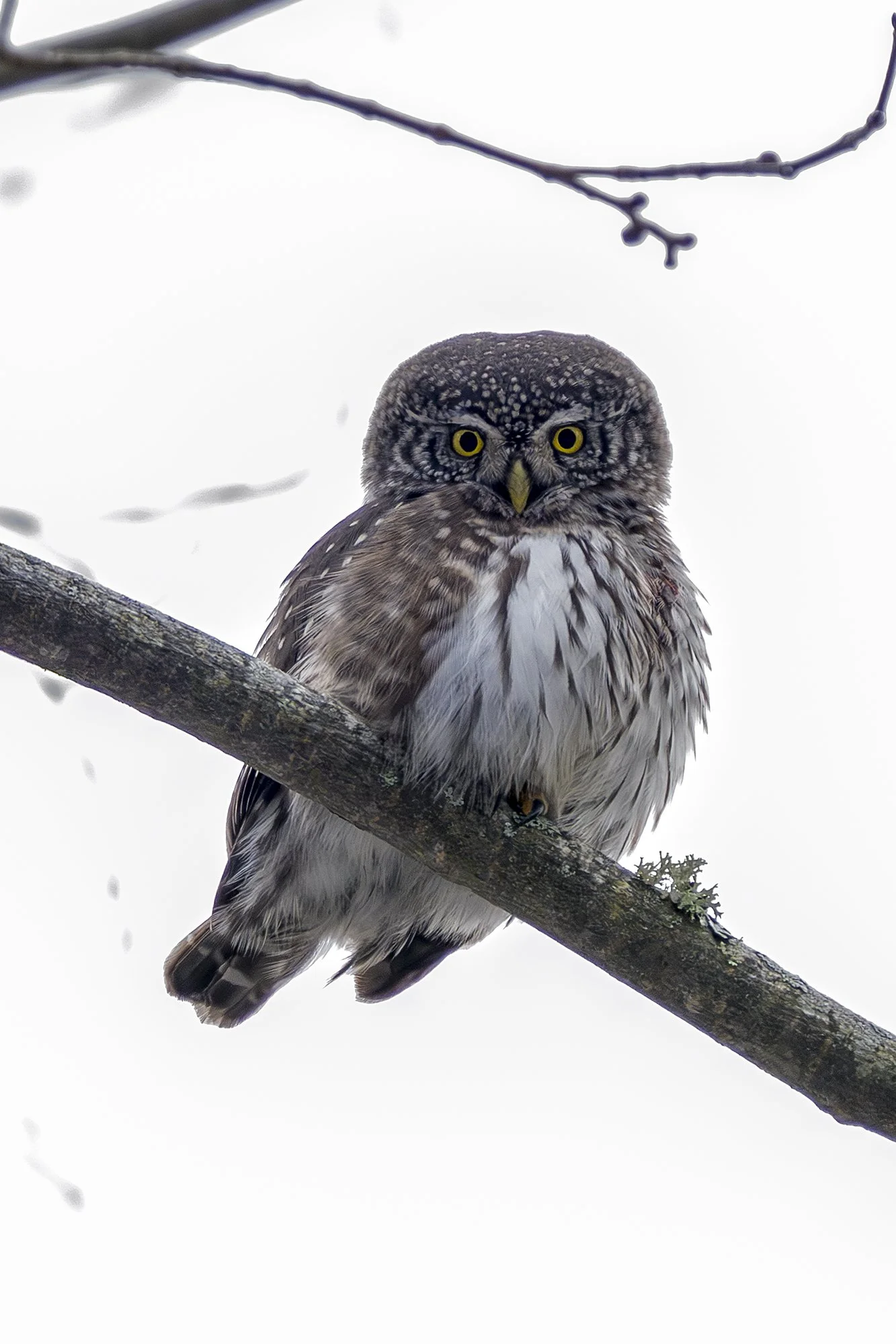 Värbkakk. (Glaucidium passerinum) Haapse 2026