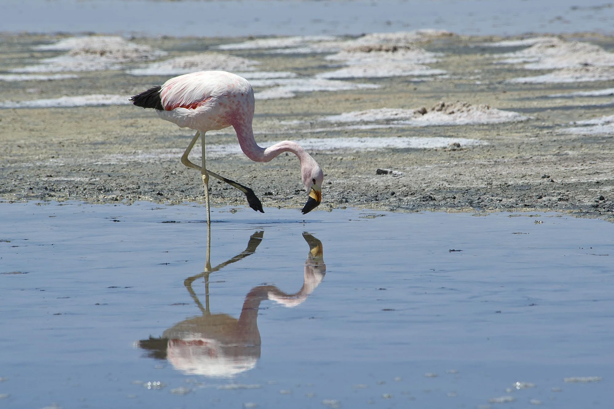 "Flamingo soolajärvel".  Phoenicopterus chilensis. Tšiili, Atacama. 2012