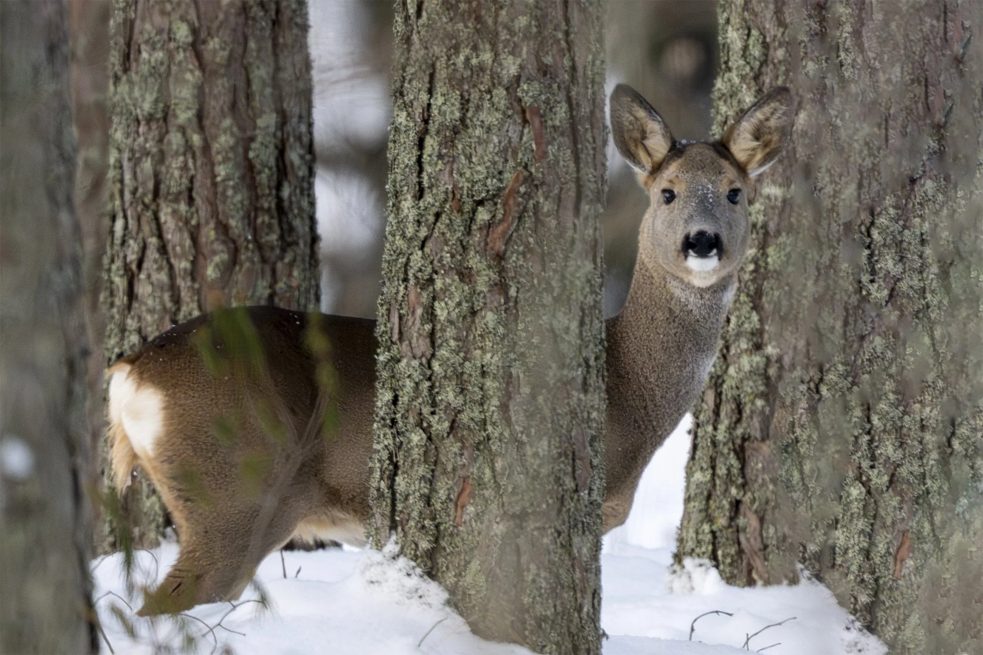"Pilk puude vahelt" Metskits . (Capreolus capreolus) Kaberneeme 2026