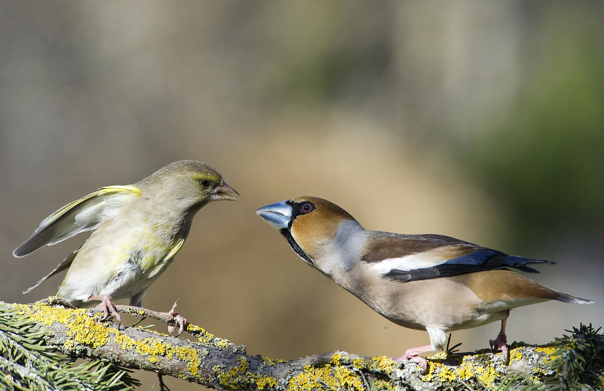 "Külaline" Rohevint Carduelis chloris ja suurnokk  coccothraustes coocothraustes. Pirita, Eesti 2019