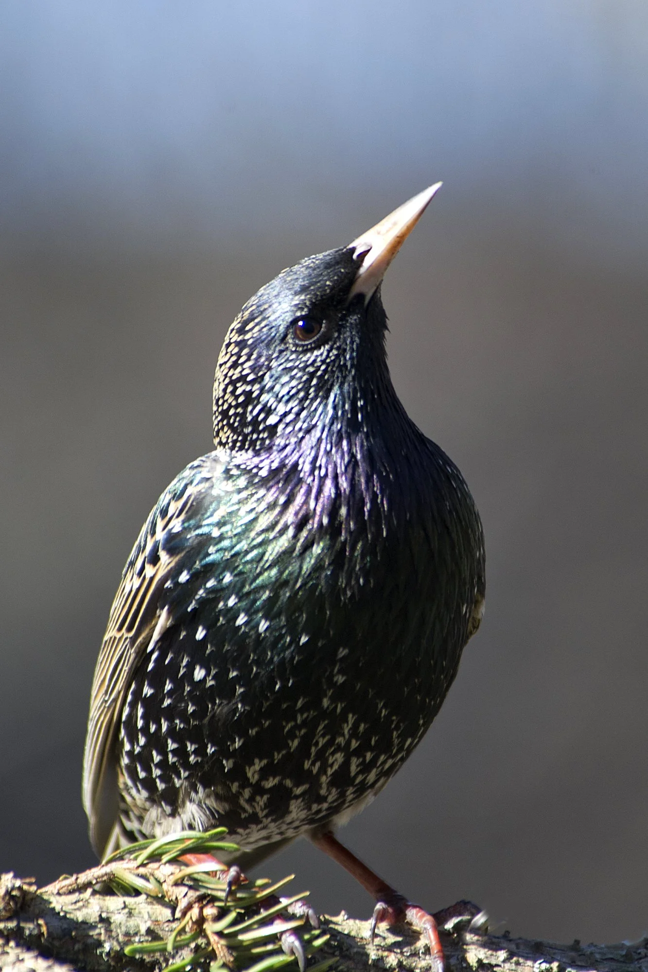 "Uhke poos" Kuldnokk. Sturnus vulgaris. Tallinn, Eesti.2019