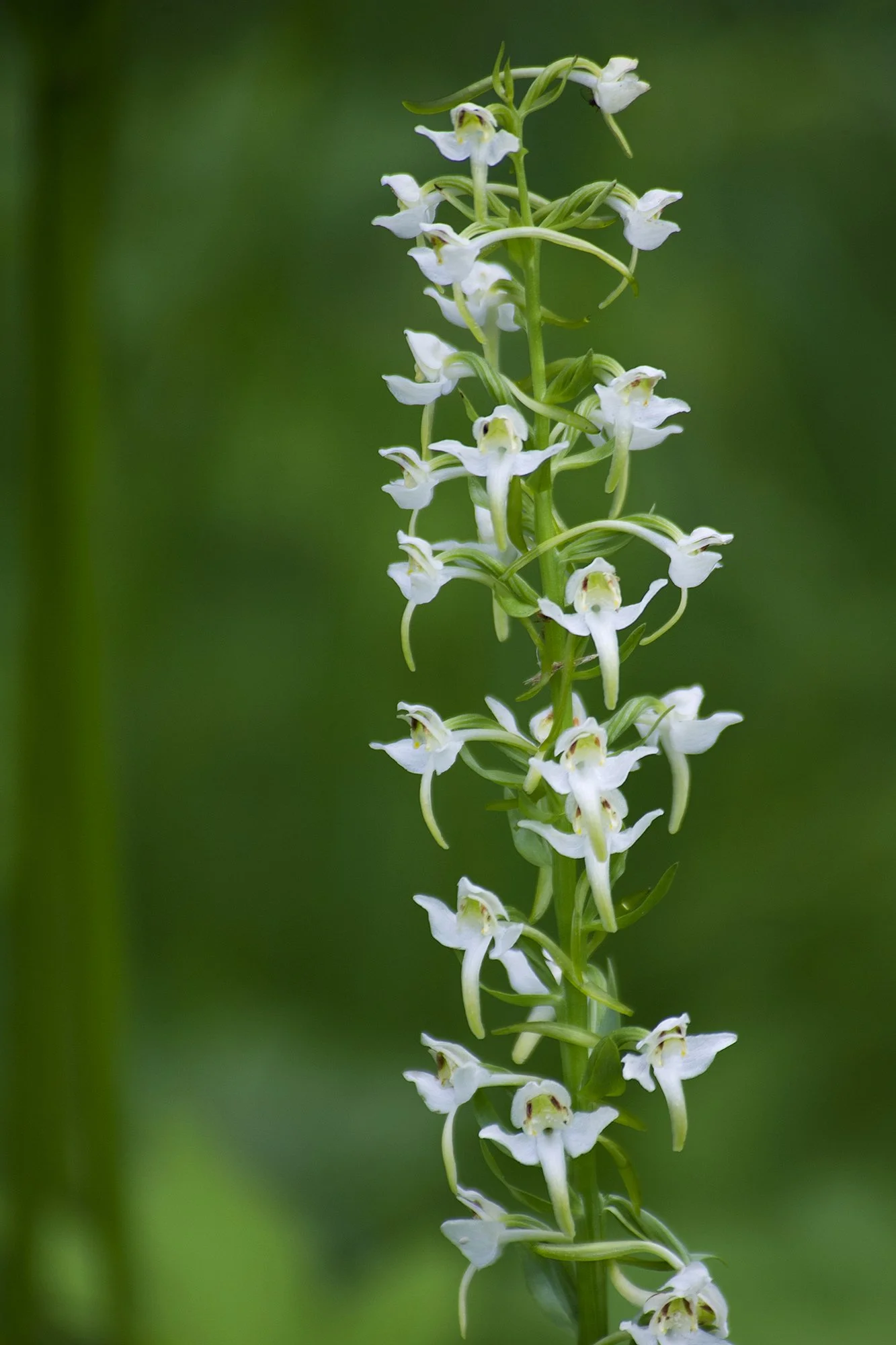 "Ööviiul".  Roheline käokeel. Platanthera chlorantha. Sangaste, Eesti