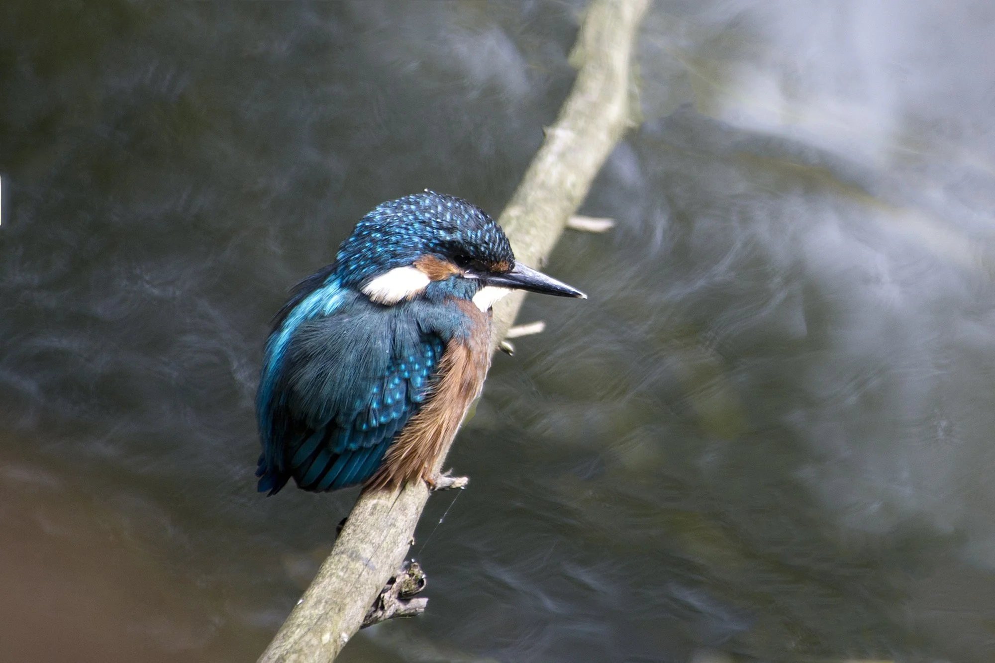"Nukrus" Jäälind. Alcedo atthis. Ahja jõel, Eesti, 2020.