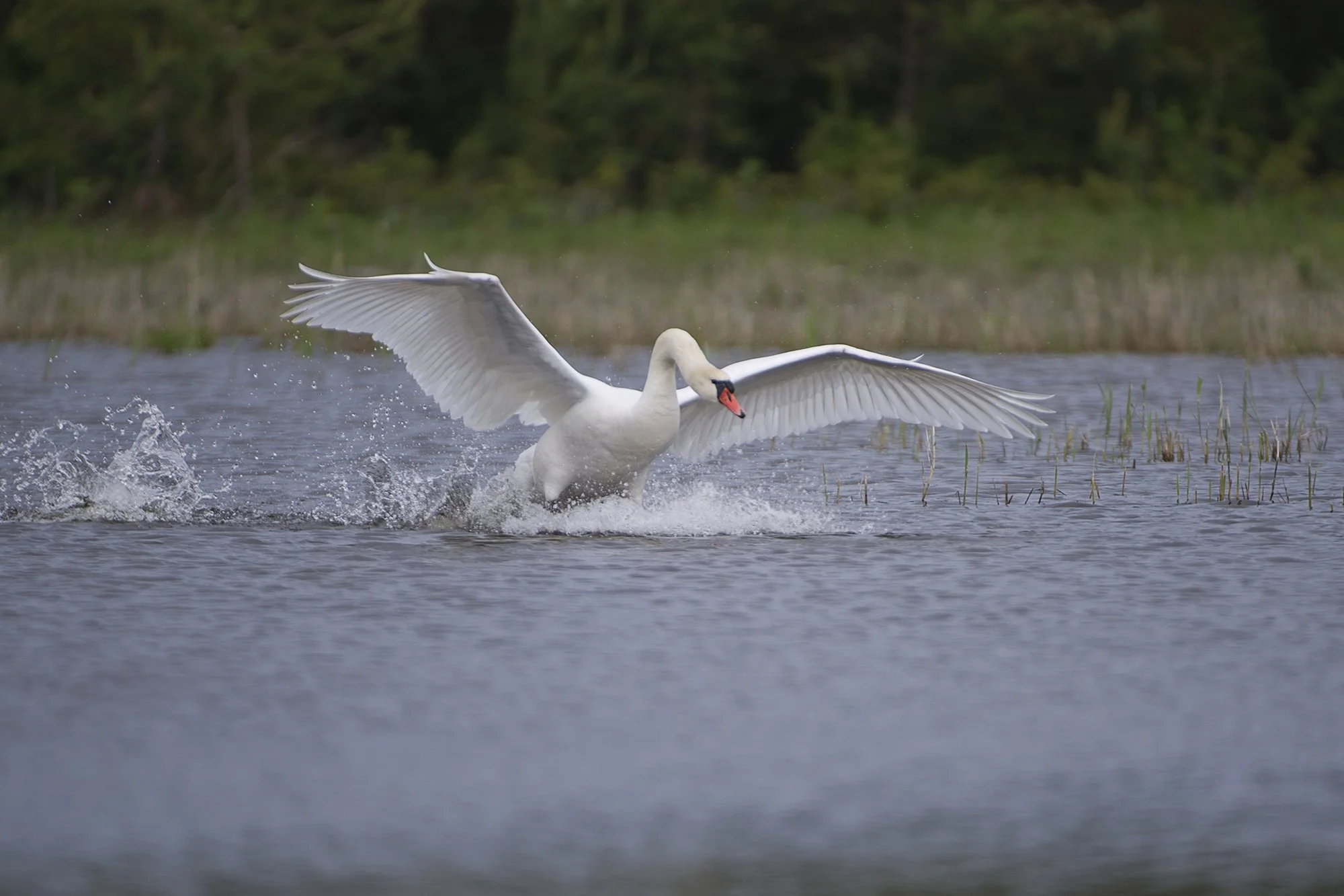 "Jookse, jookse, lenda!" Kühmnokk luik. Cygnus olor. Kihnu 2021