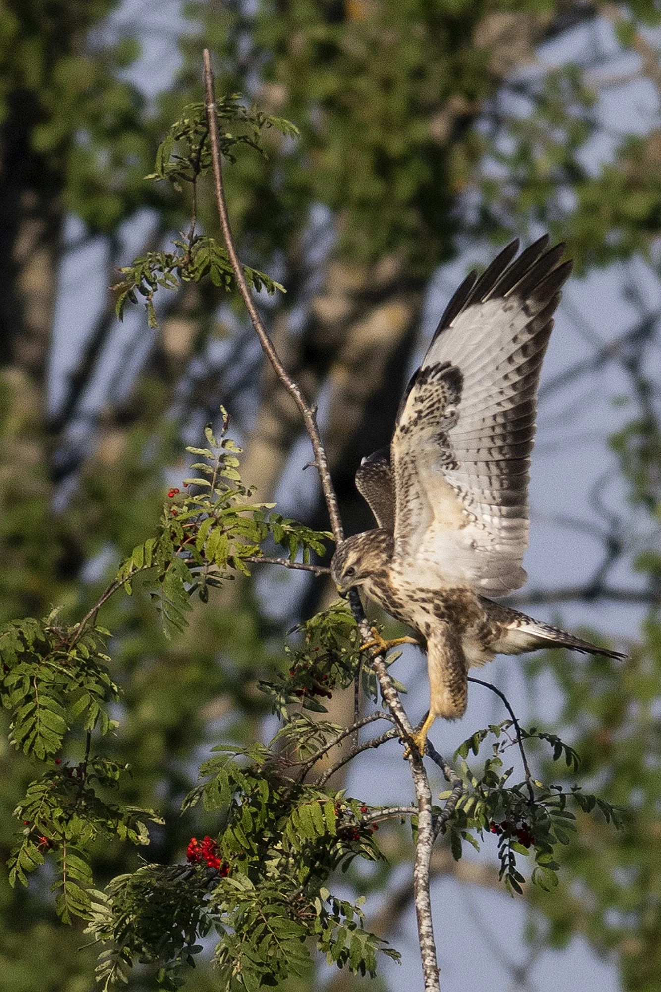 "Tasakaaluharjutus" Hiireviu, Buteo buteo. Otepää kõrgustik, Eesti 2022