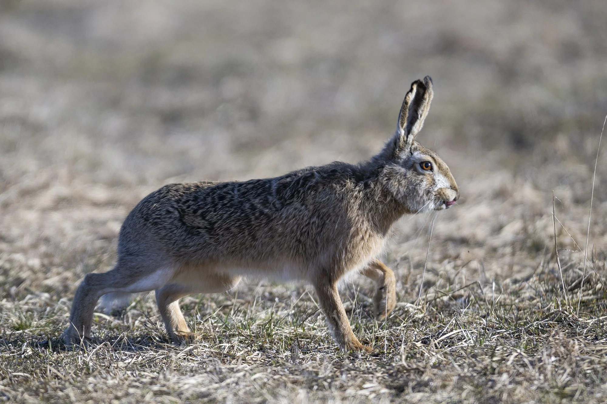"Roosa keeleke" Halljänes. Lepus europaeus.  Noarootsi, Eesti 2023