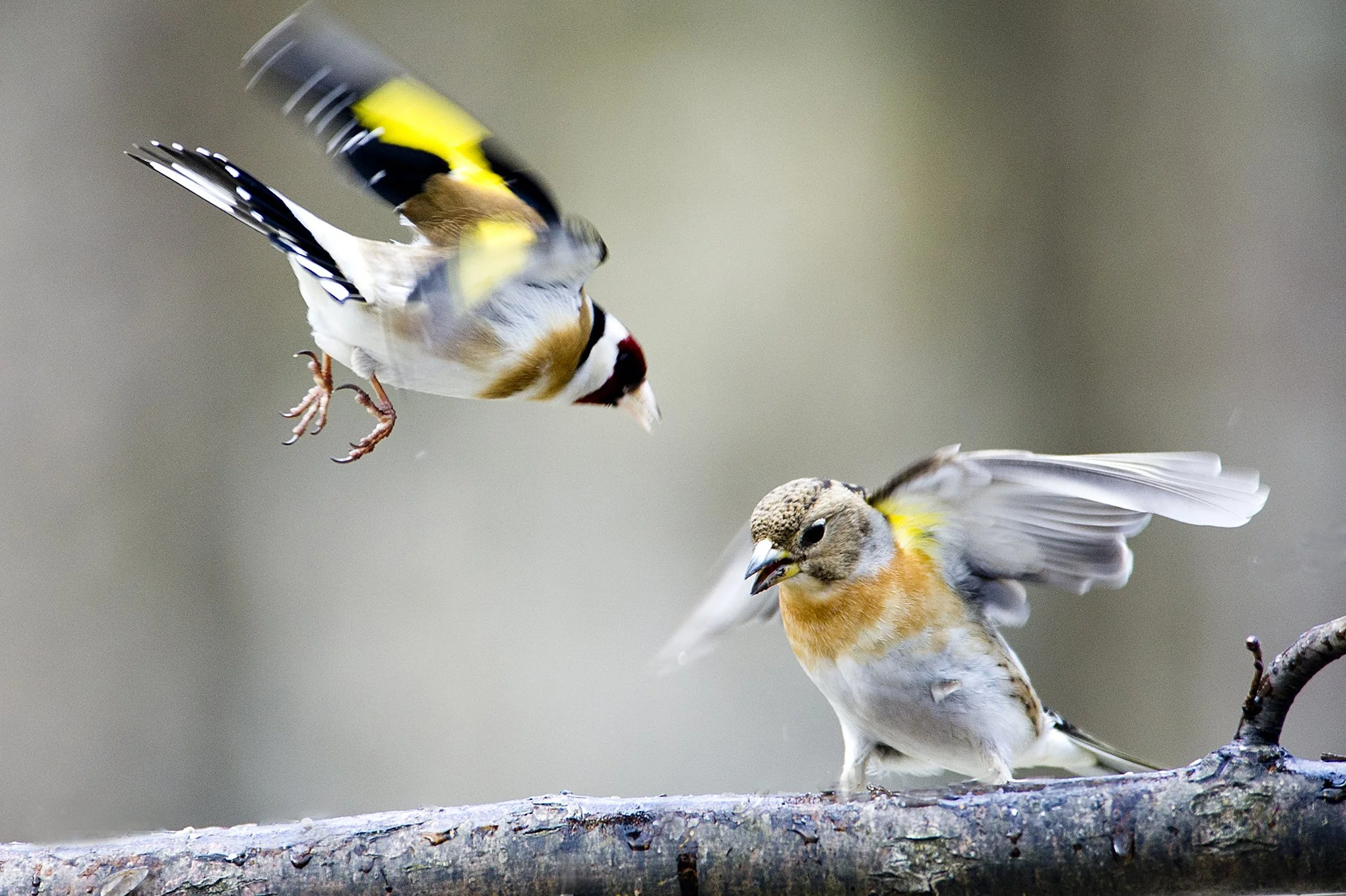 "Ootamatu külaline" Ohakalind Carduelis carduelis ja põhjavint Fringilla montiringilla. Harjumaa, Eesti. 2017