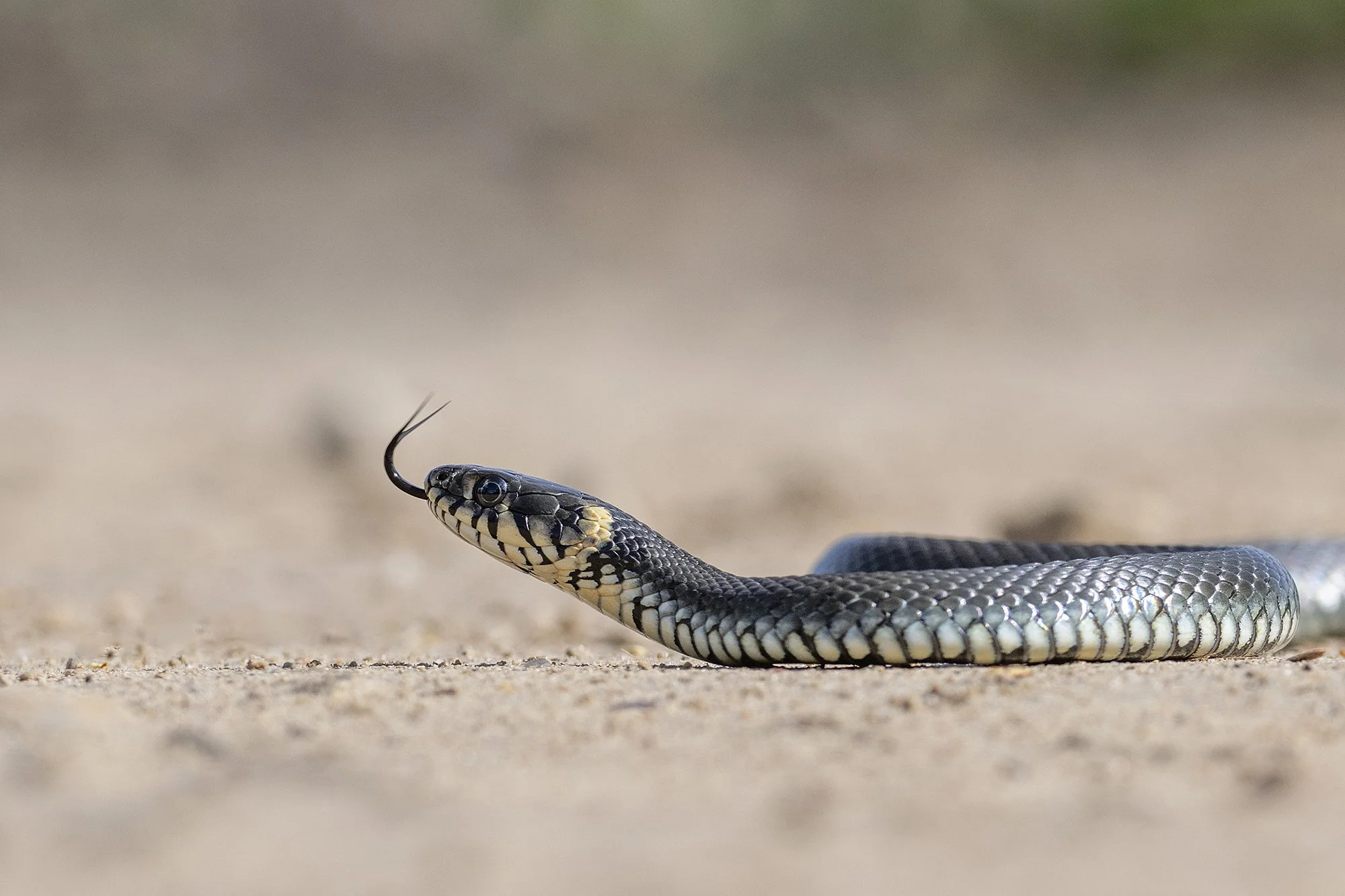 Nastik. (Natrix natrix) Värska 2024