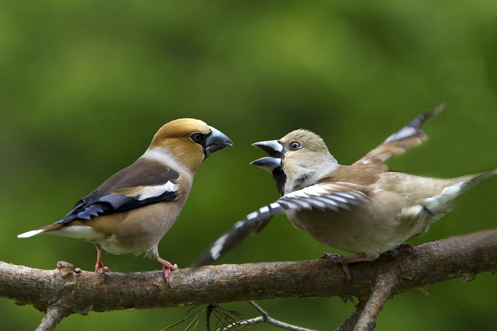"Mul on sulle üks jutt" Suurnokk vindid. Coccothraustes coccothraustes. Kadriorg, Tallinn, 2019.