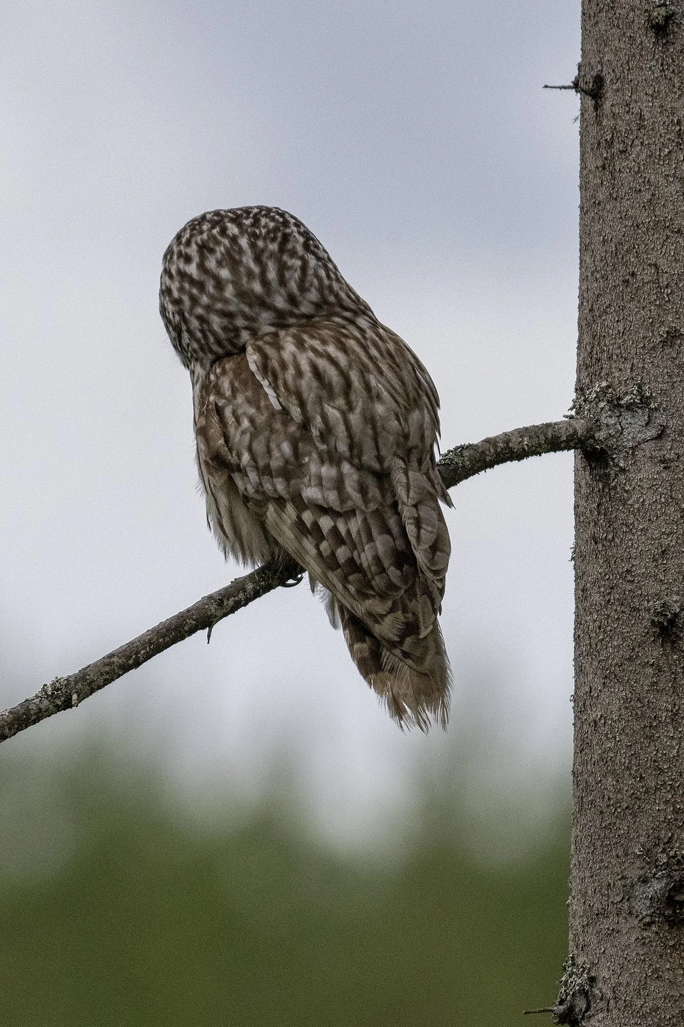 Händkakk tagantvaates (Strix uralensis) Alutaguse 2024
