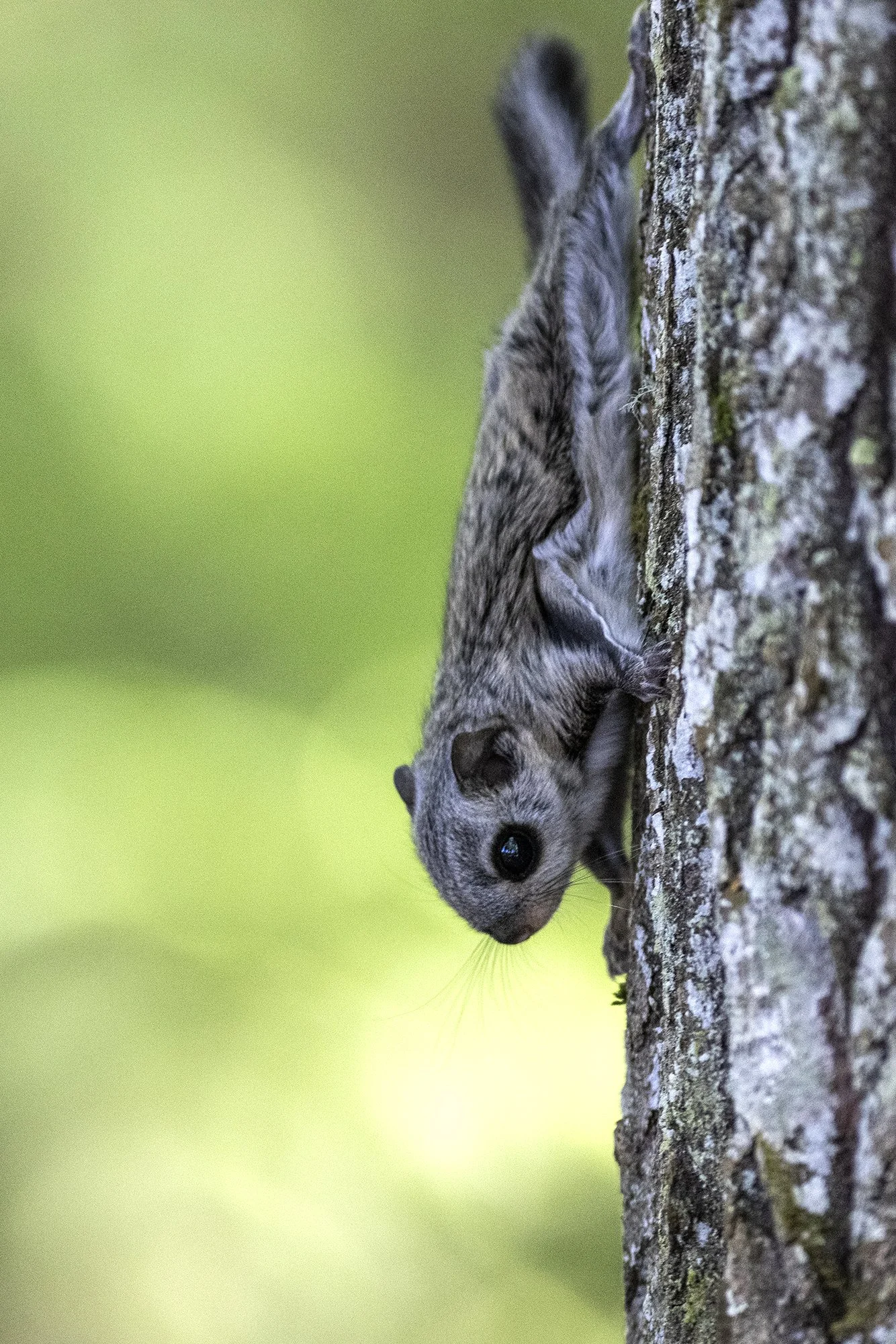 "Lendorav rohelisel taustal" Lendorav (Pteromys volans) Alutaguse 2023
