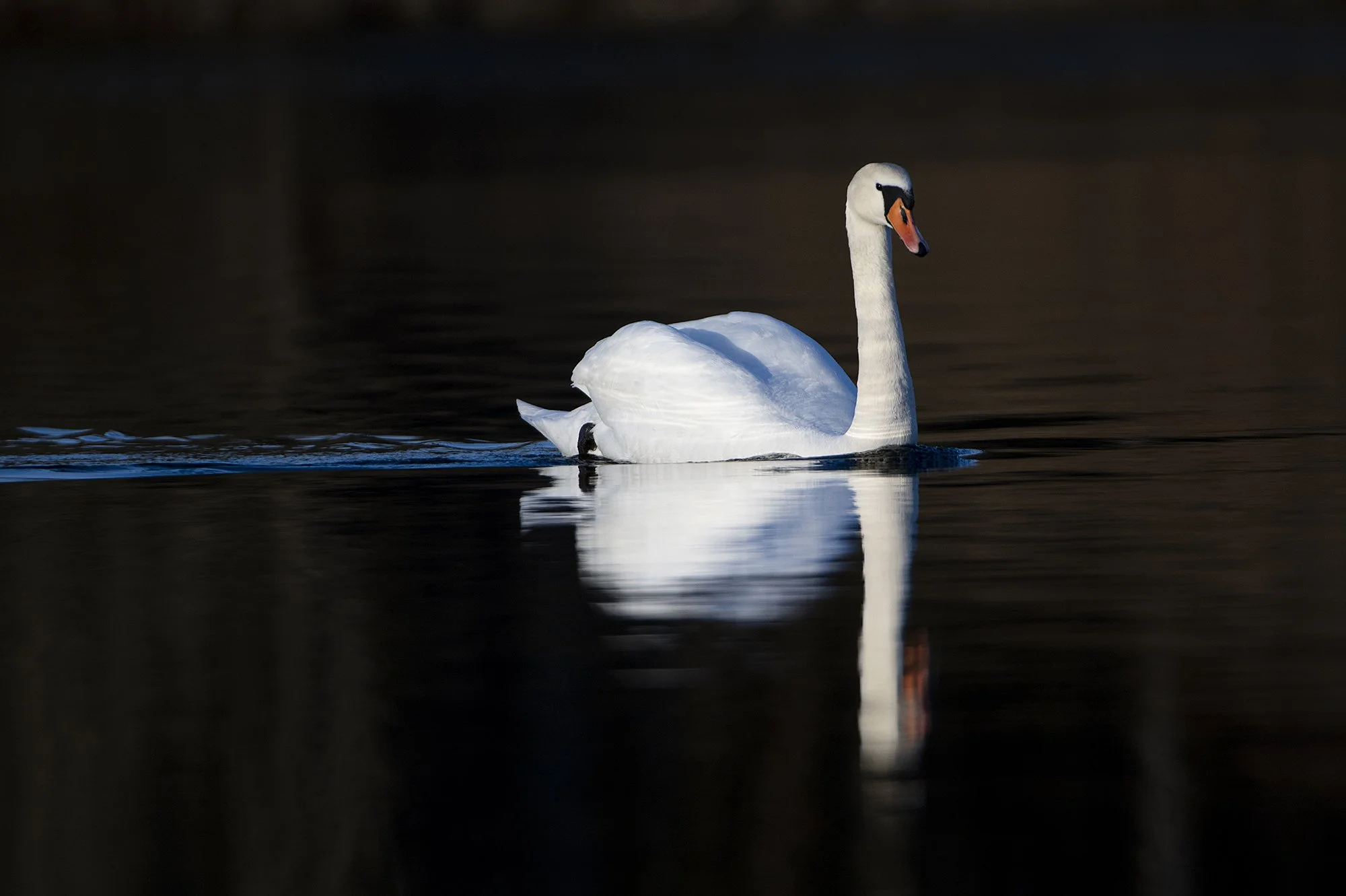 "Lipuvärvid" Kühmnokk-luik.  Cygnus olor. Tallinn, Eesti. 2021