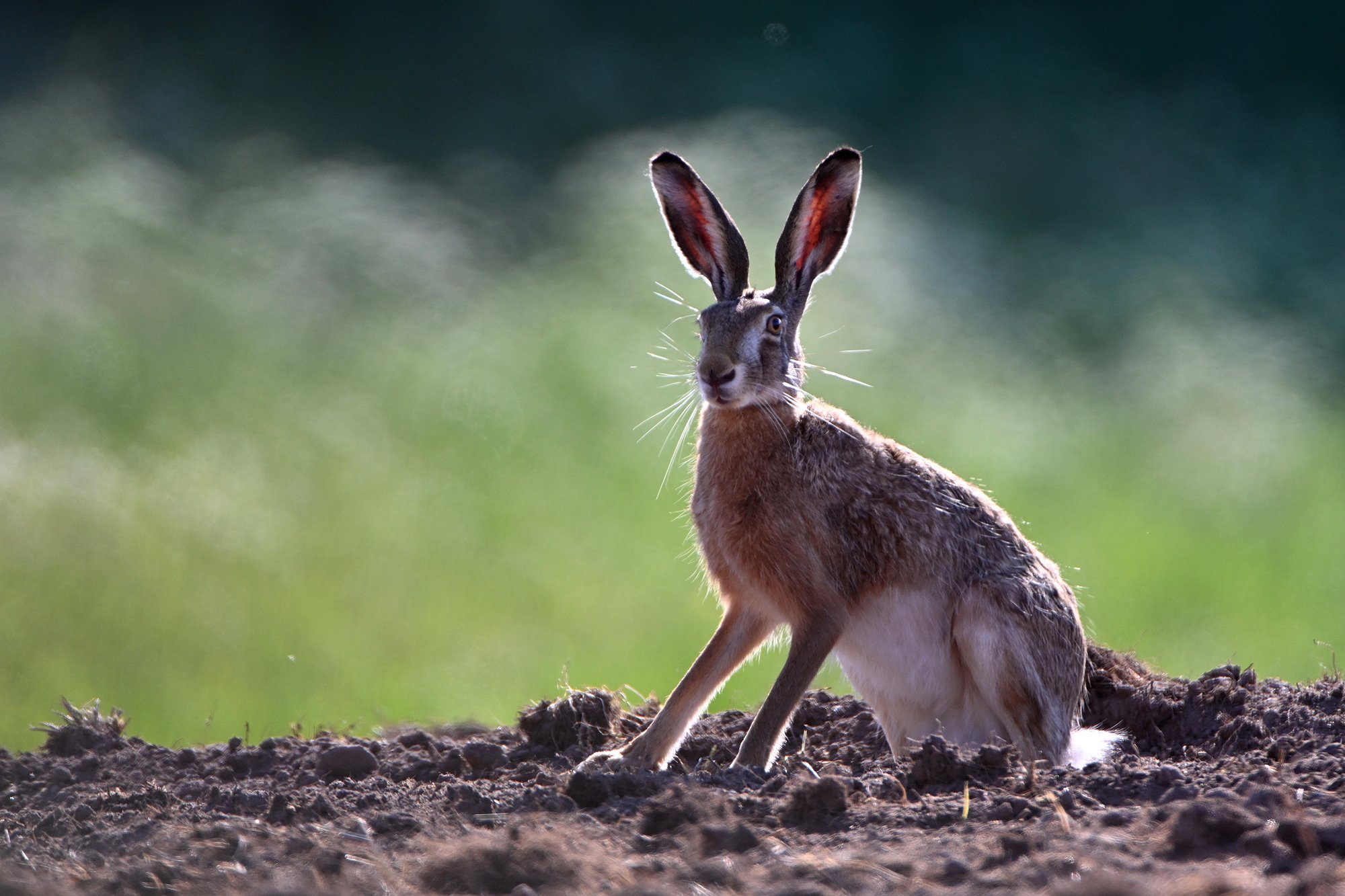 "Võitluseks valmis". Valgejänes. Lepus timidus. Arula, Eesti. 2021