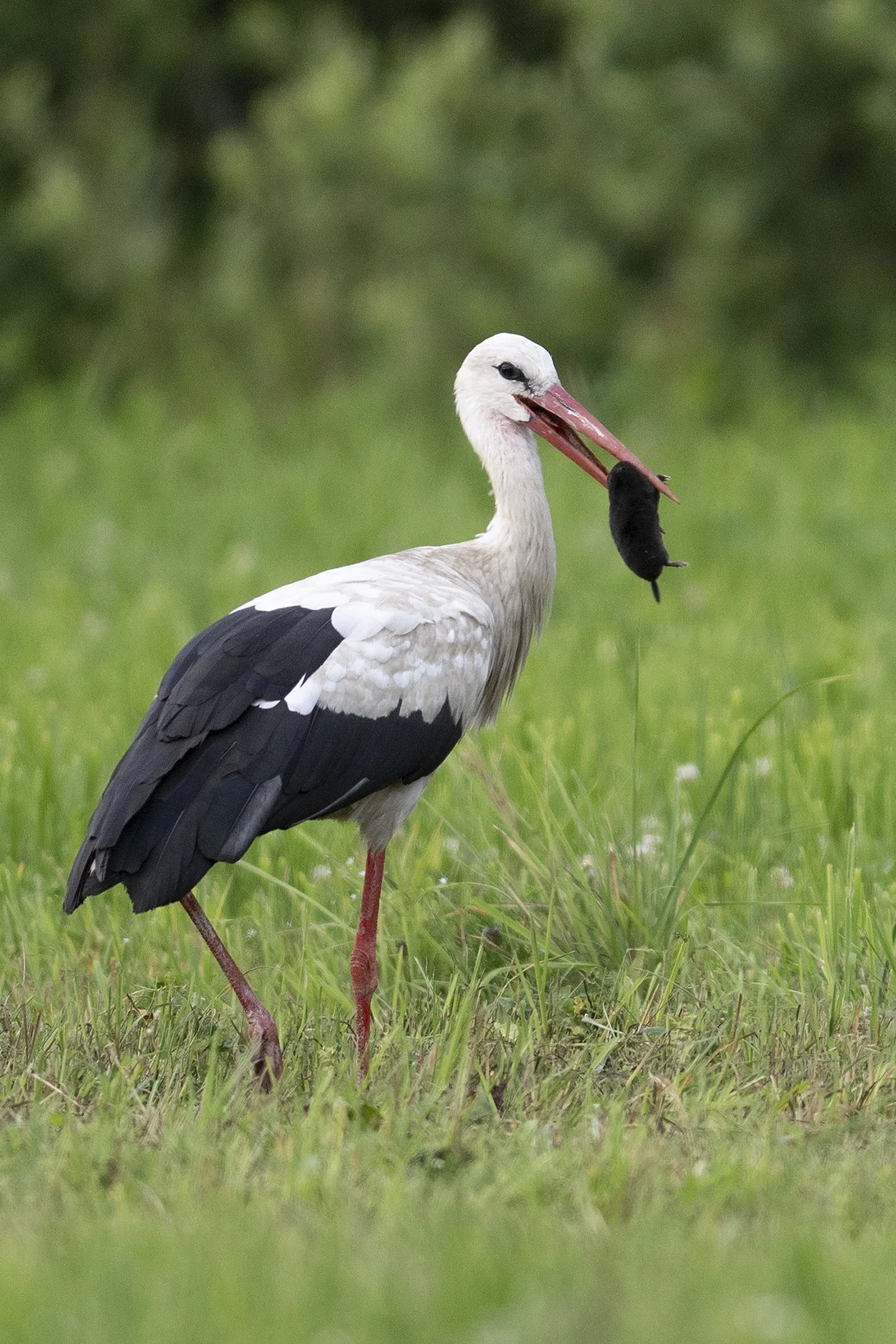 "Kurg ja mutt"  Valge toonekure (Ciconia ciconia) õhtusöögiks on mutt (Talpa europaea) Arula, 2023