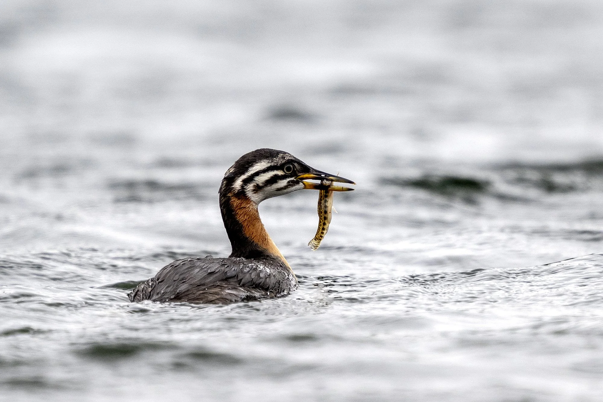 Hallpõsk-pütt. (Podiceps grisegena) Järvamaa 2026
