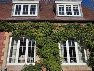 A house with large windows and a brick exterior, covered with lush green vines.