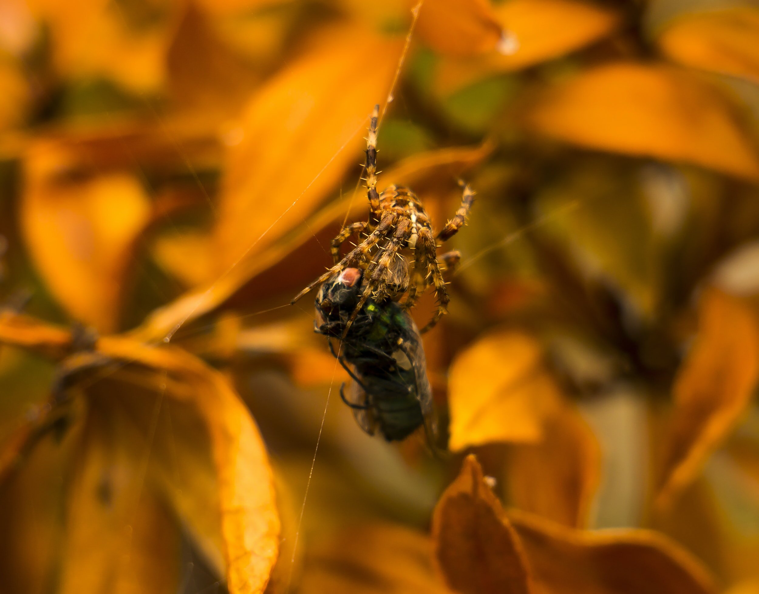 A Fly in a Spider’s Web.