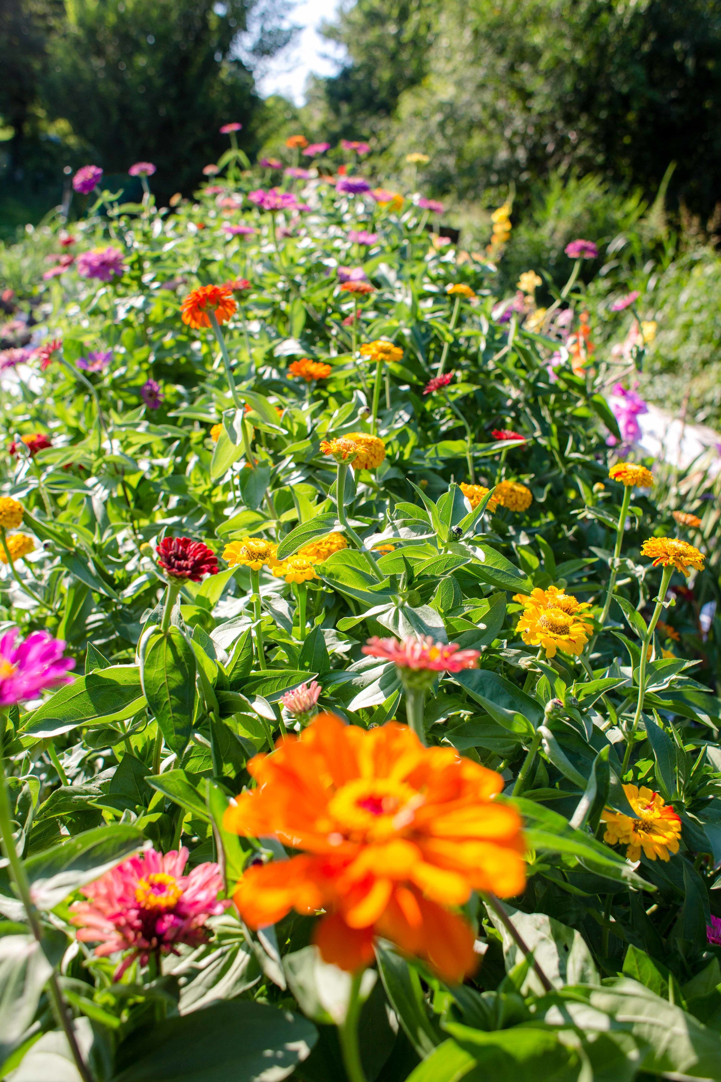 Sunflower Farm (3).jpeg