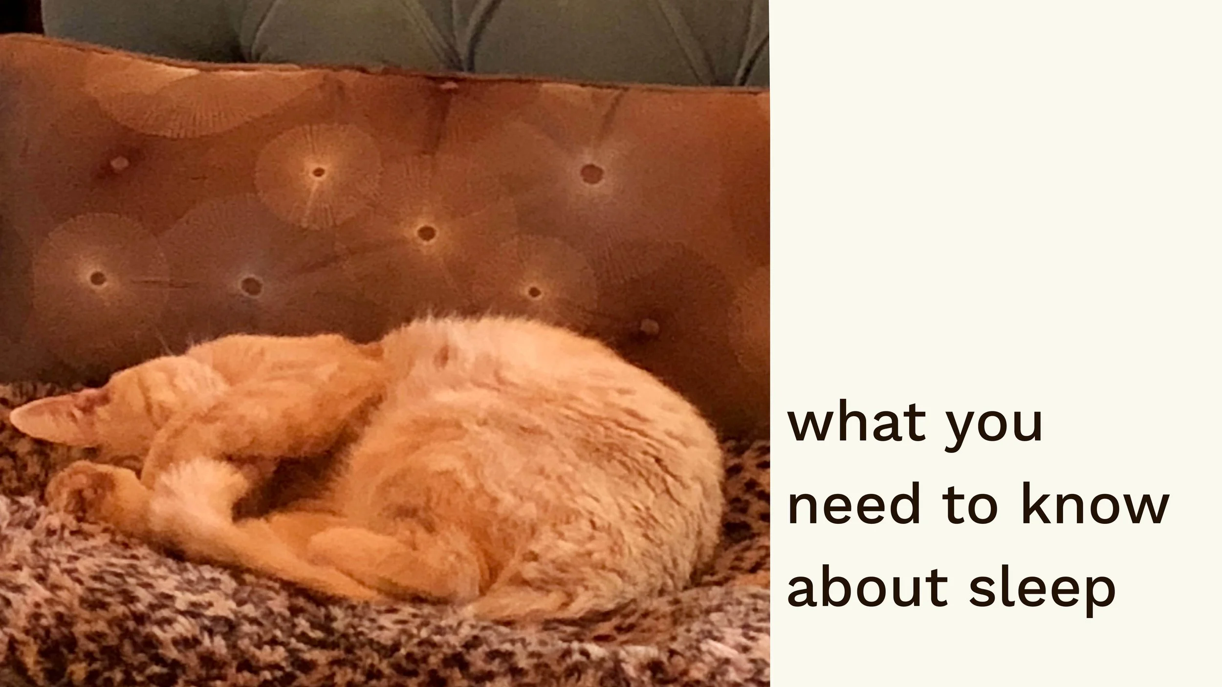 what you need to know about sleep