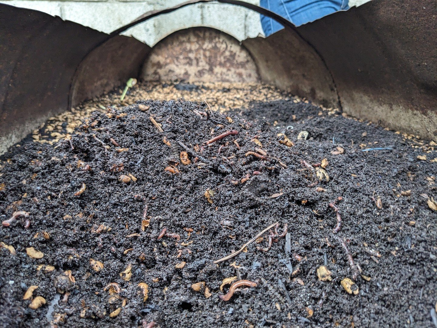 Turning coffee pulp into nutrient-rich compost with a little help from our worm friends! ⁠
⁠
At our Guatemala dry mill, we showcase how composting coffee cherries with worms speeds up the process, yielding extra-rich compost ideal for nurturing coffe