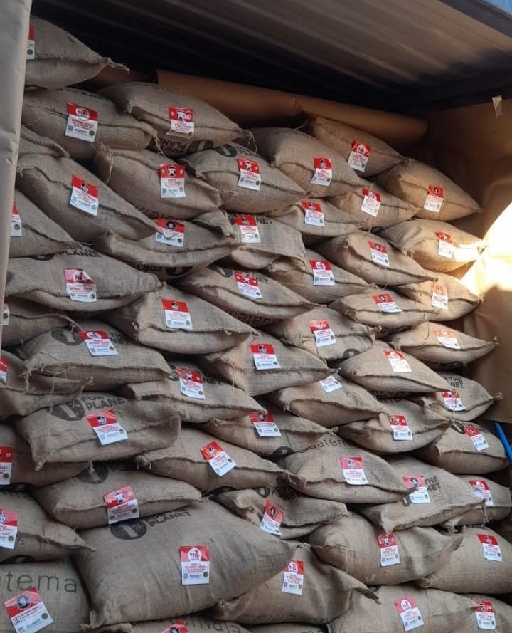 Fresh Guatemala 2024 crop hitting a warehouse near you! During this time of year, our Guatemala City office is all about moving our clean, green coffee from our dry mill to our warehouses located in the rest of the world. Check out our offer lists fo
