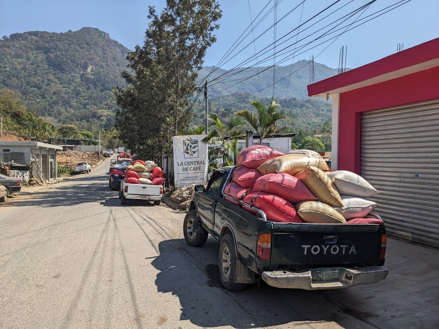 A photo from earlier in the year when there was a traffic jam of producers delivering their parchment coffee to our La Central de Cafe bodega in Huehuetenango. 🚚⁠
Worldwide we are known as Primavera Green Coffee, but in Guatemala the producers mostl