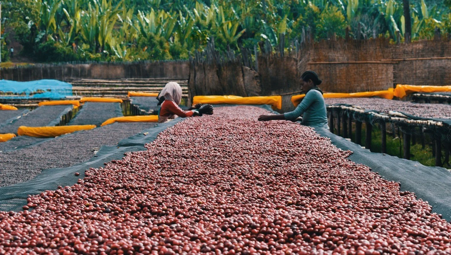 We all know it's true: there's something special about Ethiopian coffees. Ethiopian coffees have been enchanting coffee lovers since the advent of specialty coffee. And now, we are proud to announce Primavera's first ever Ethiopian coffees! These cof