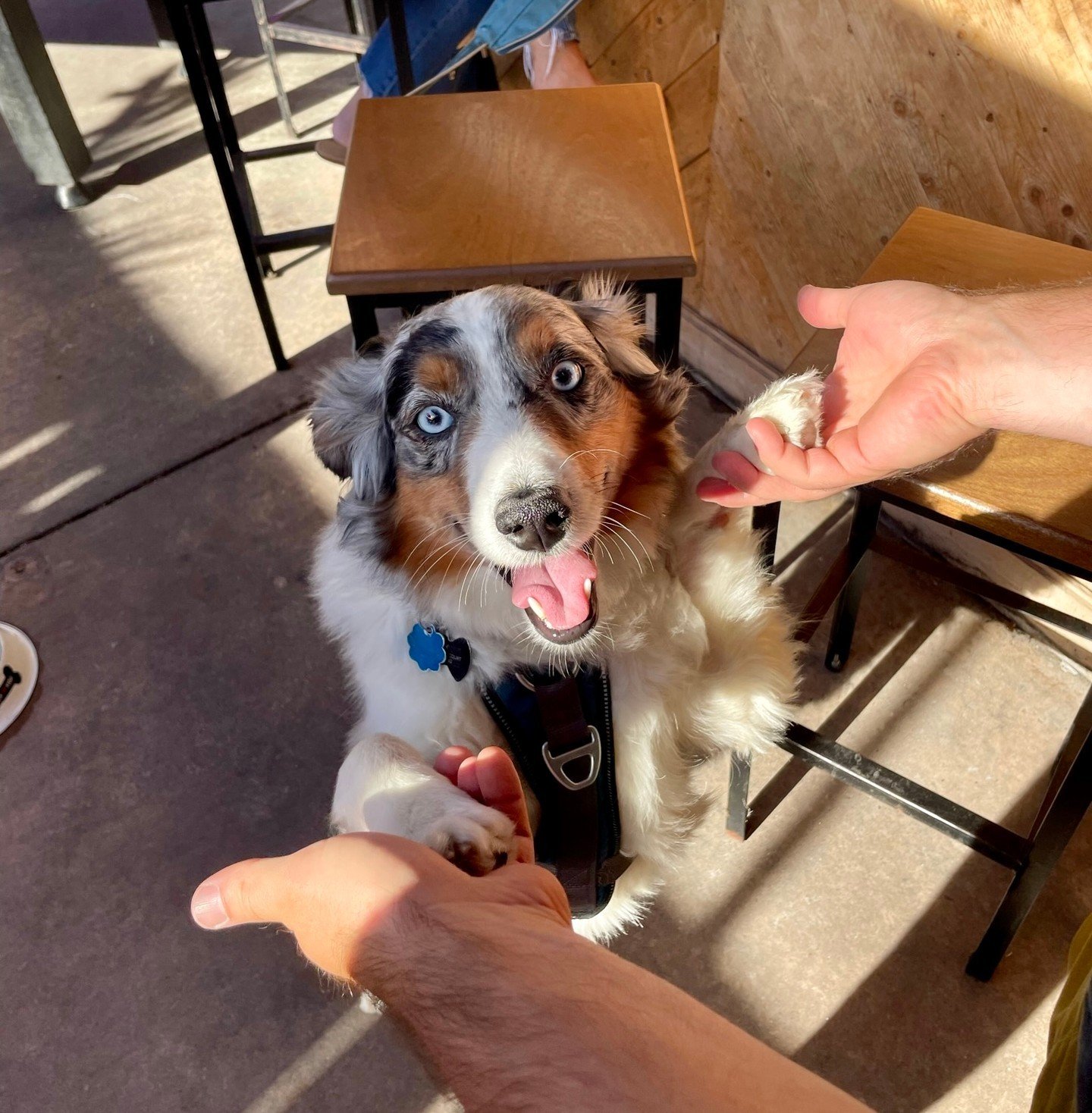All smiles here for our outdoor patio FINALLY being open 🌞 🍺 🌴

Stop by and bring your pup, all paws are welcome!

#OutdoorSeating #DogsOfBaltimore #ThePointInTowson #DogFriendly #BaltimoreRestaurant #SummerInBaltimore #Drinkspecials