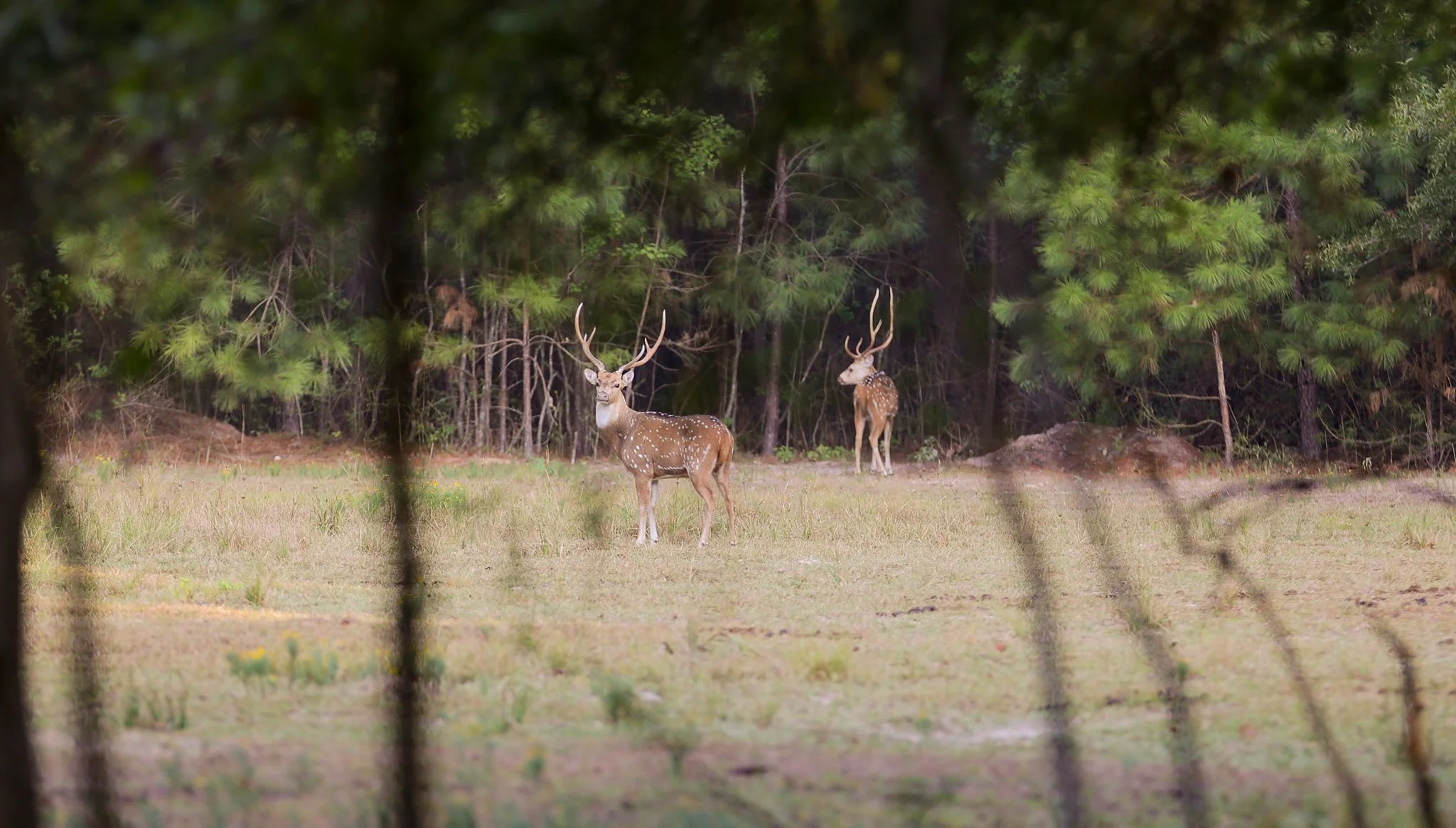 Animals — Taylor Ranch Exotic Hunting
