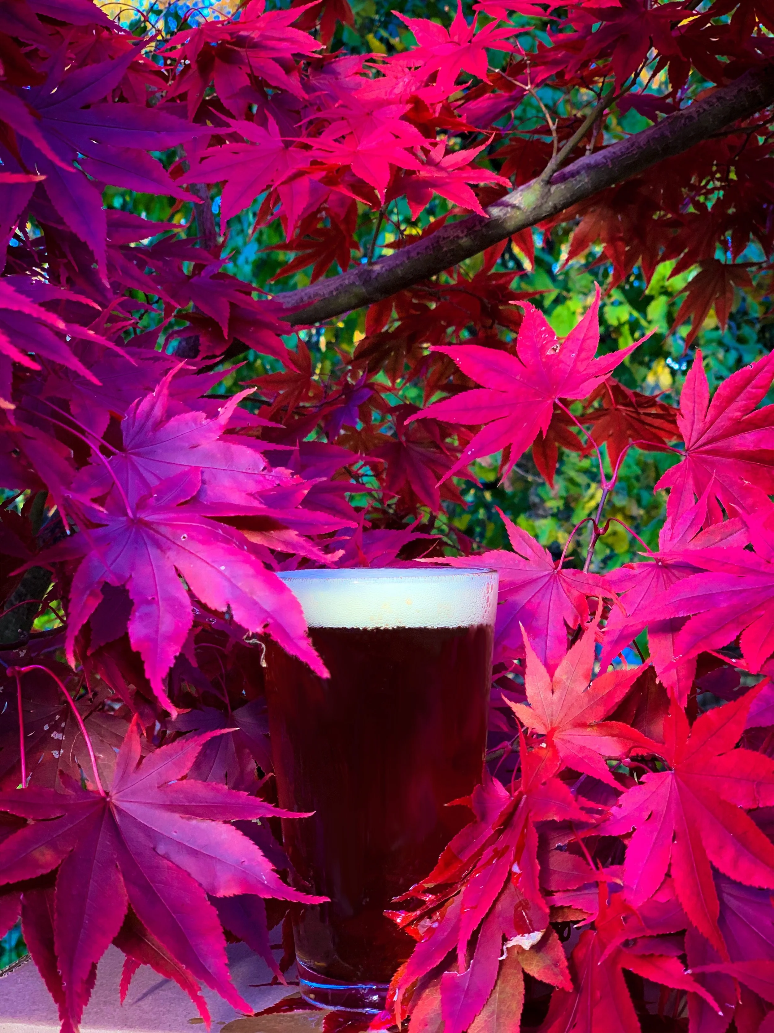 Inisfree Irish Red Ale 2.JPEG