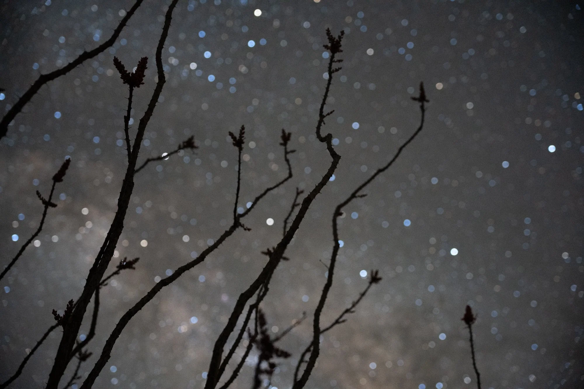 2025 Reach for the Stars, NM